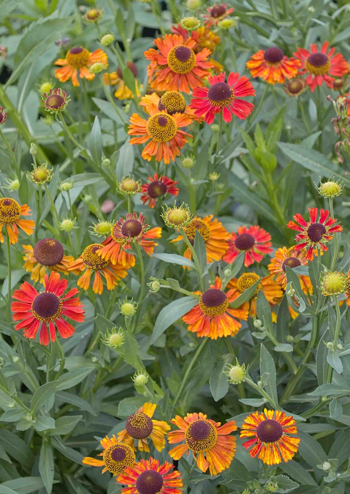 Helenium 'Moerheim Beauty'