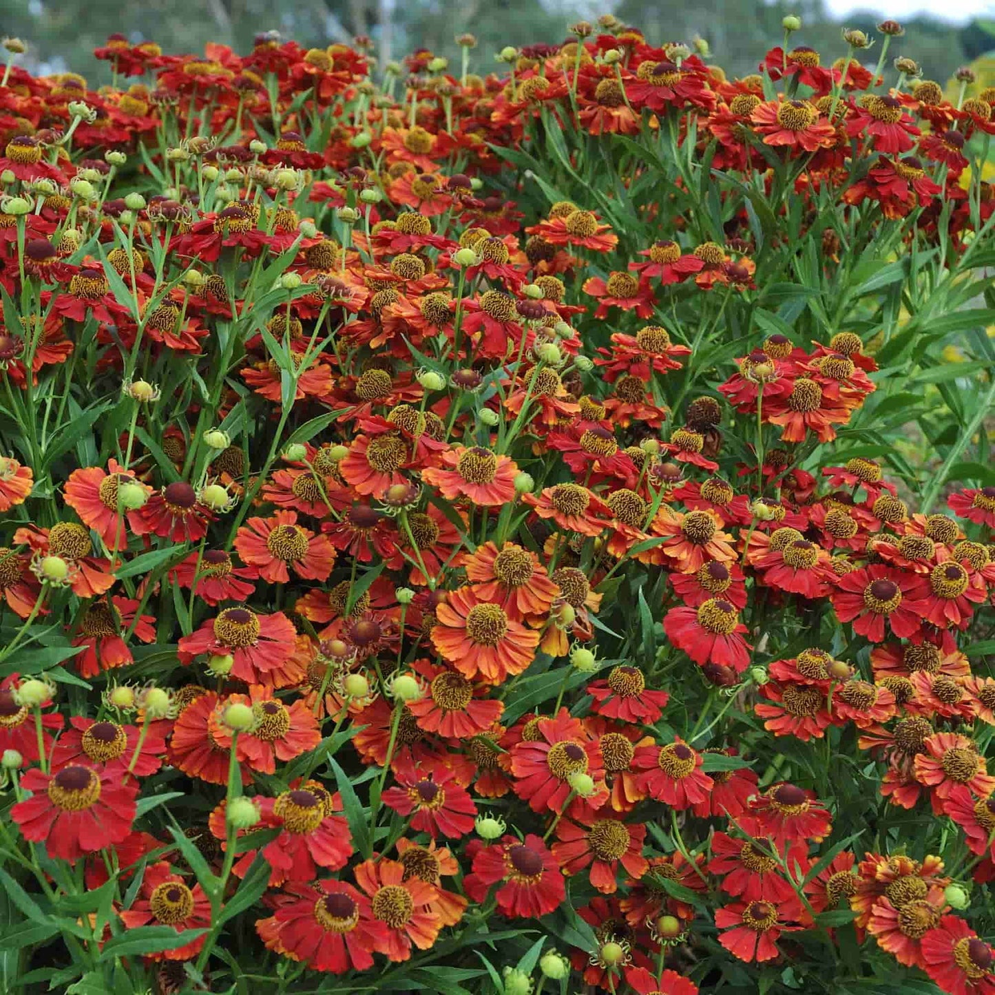 helenium-rubinzwerg