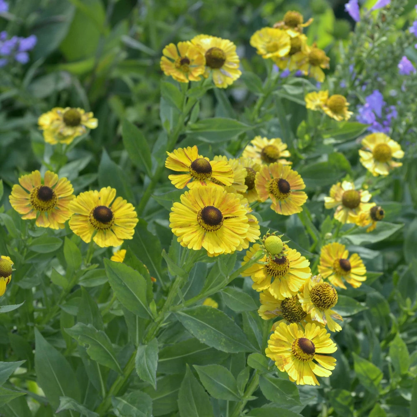 helenium-zimbelstern