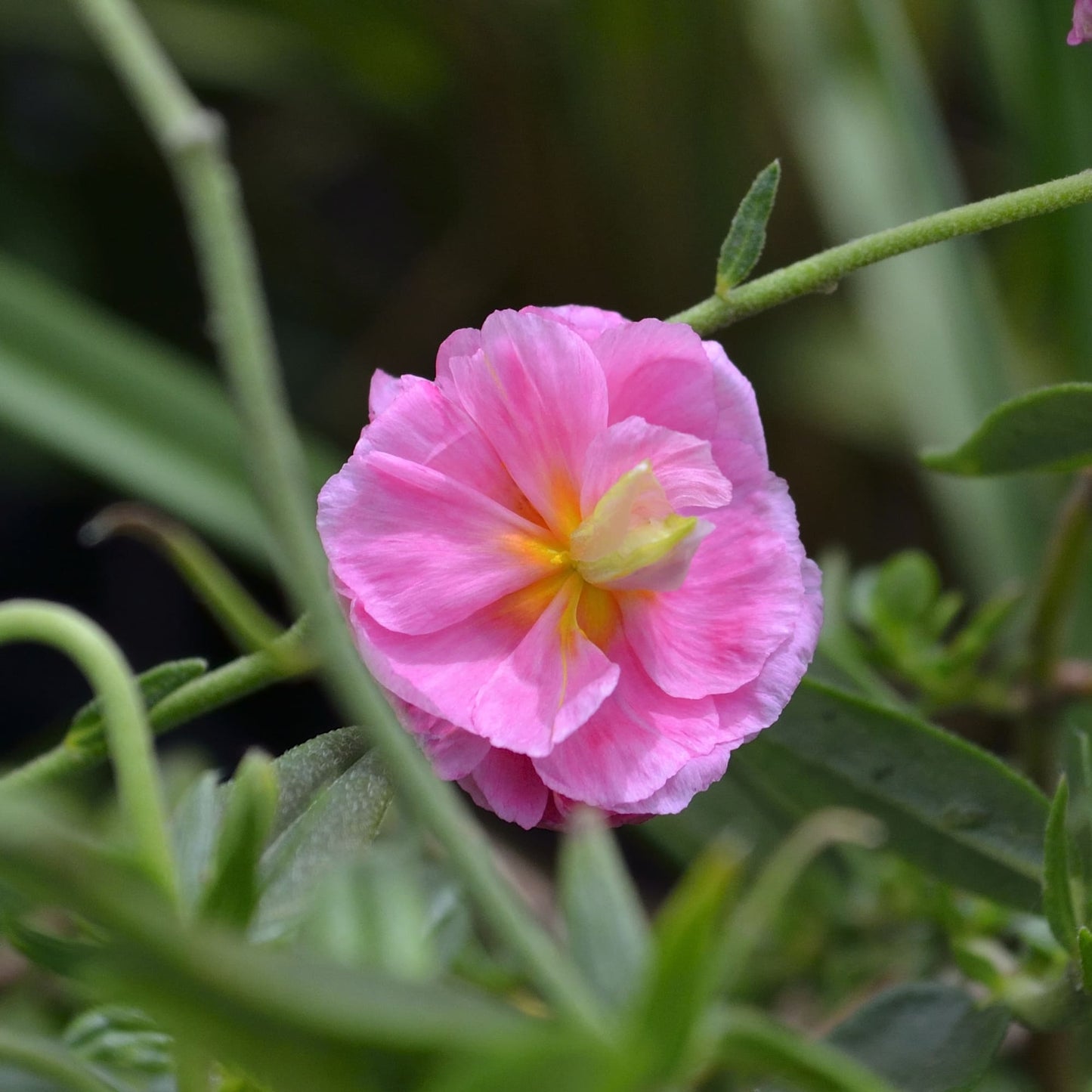 Helianthemum 'Antique Rose'