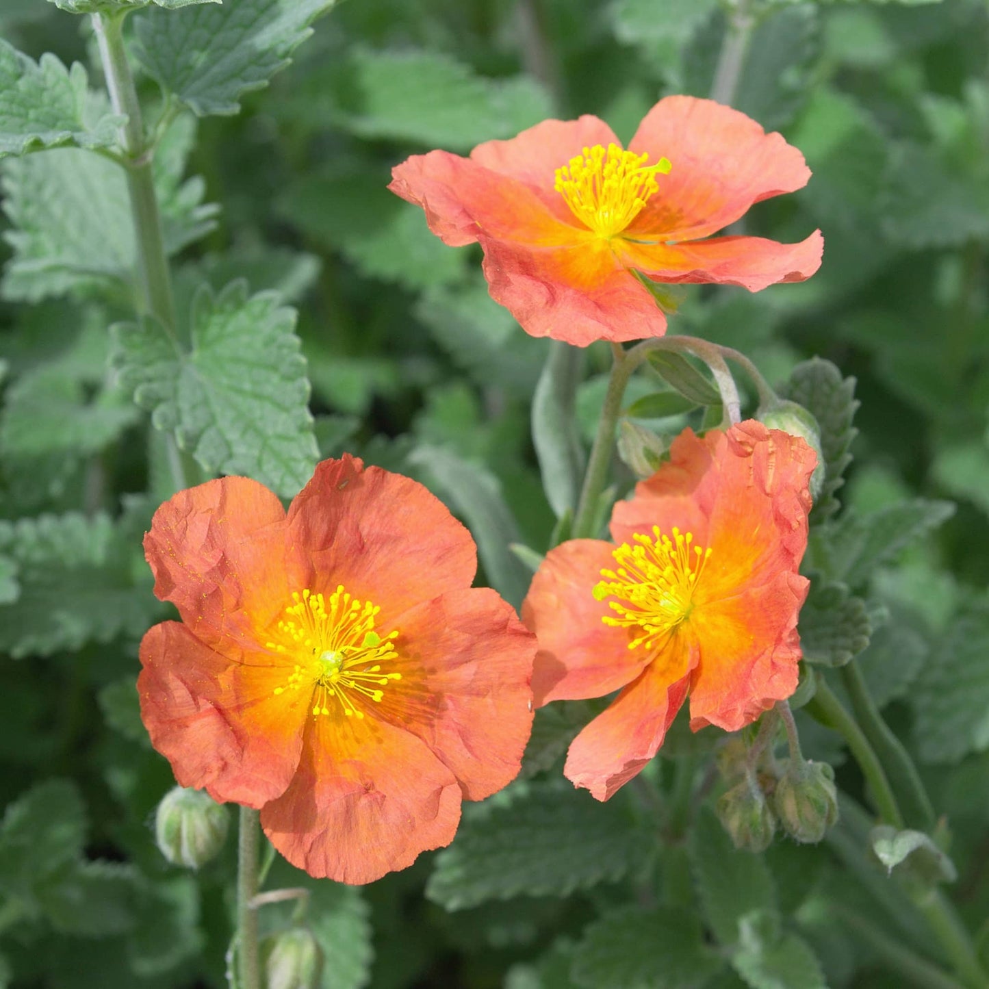 Helianthemum 'Apricot Queen'