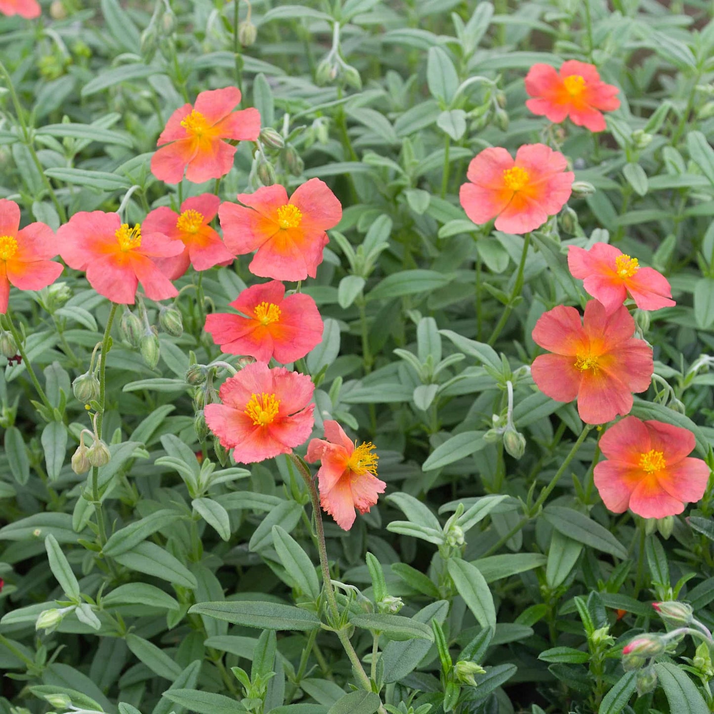 Helianthemum 'Fire Dragon'