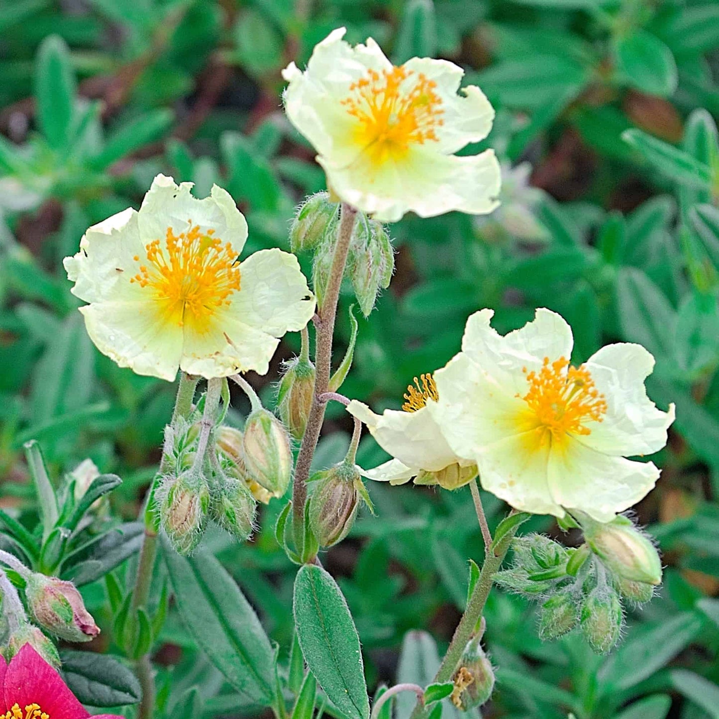 Helianthemum 'Lemon'