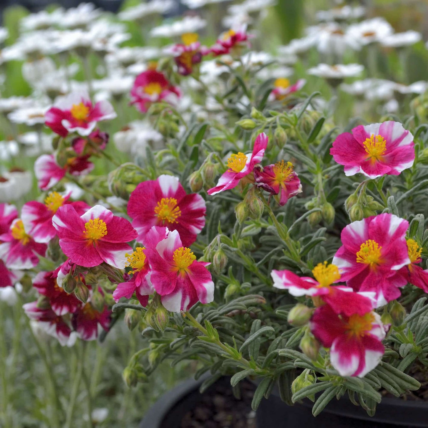 Helianthemum 'Raspberry Ripple'