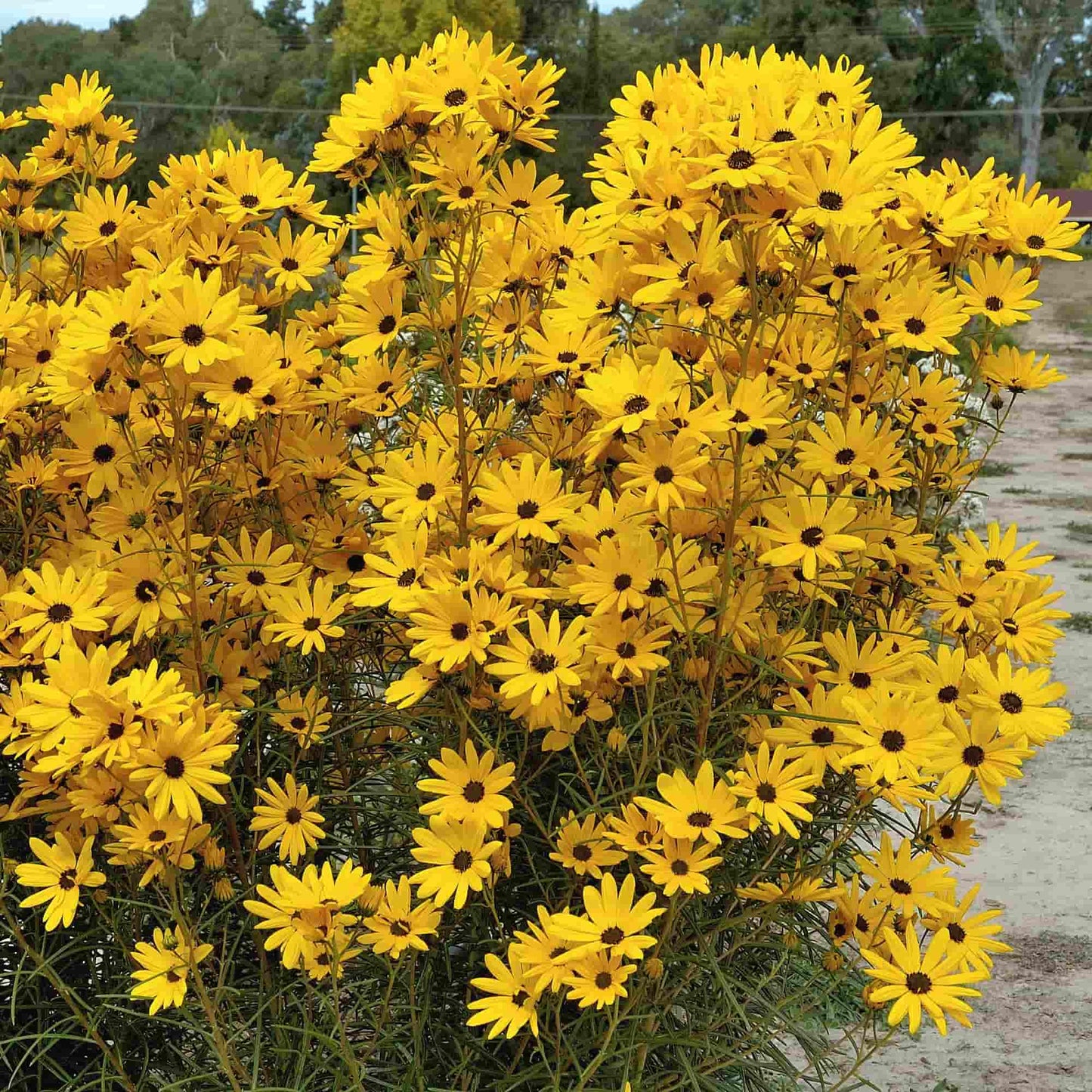 Helianthus salicifolius