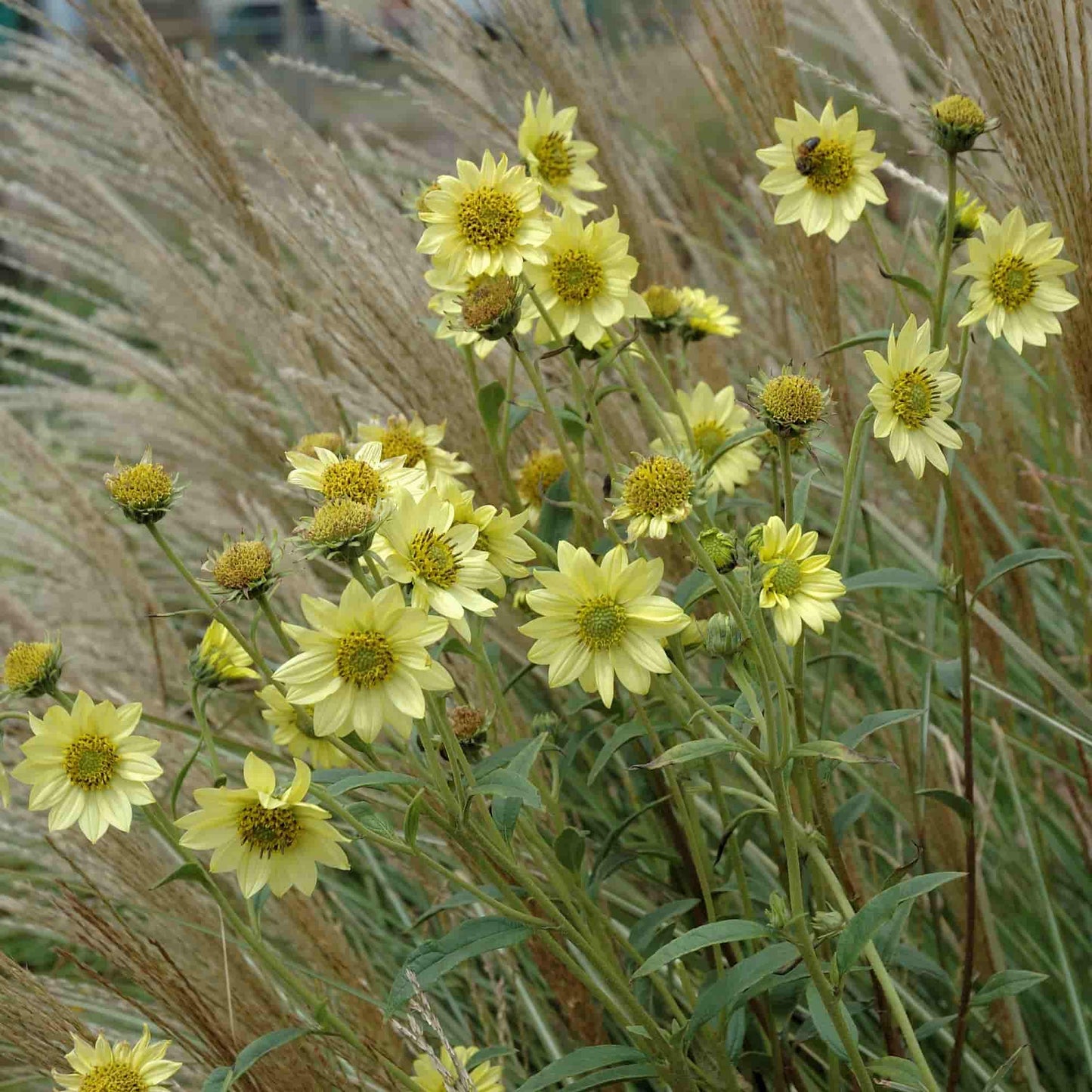 Helianthus 'Sheila's Sunshine'