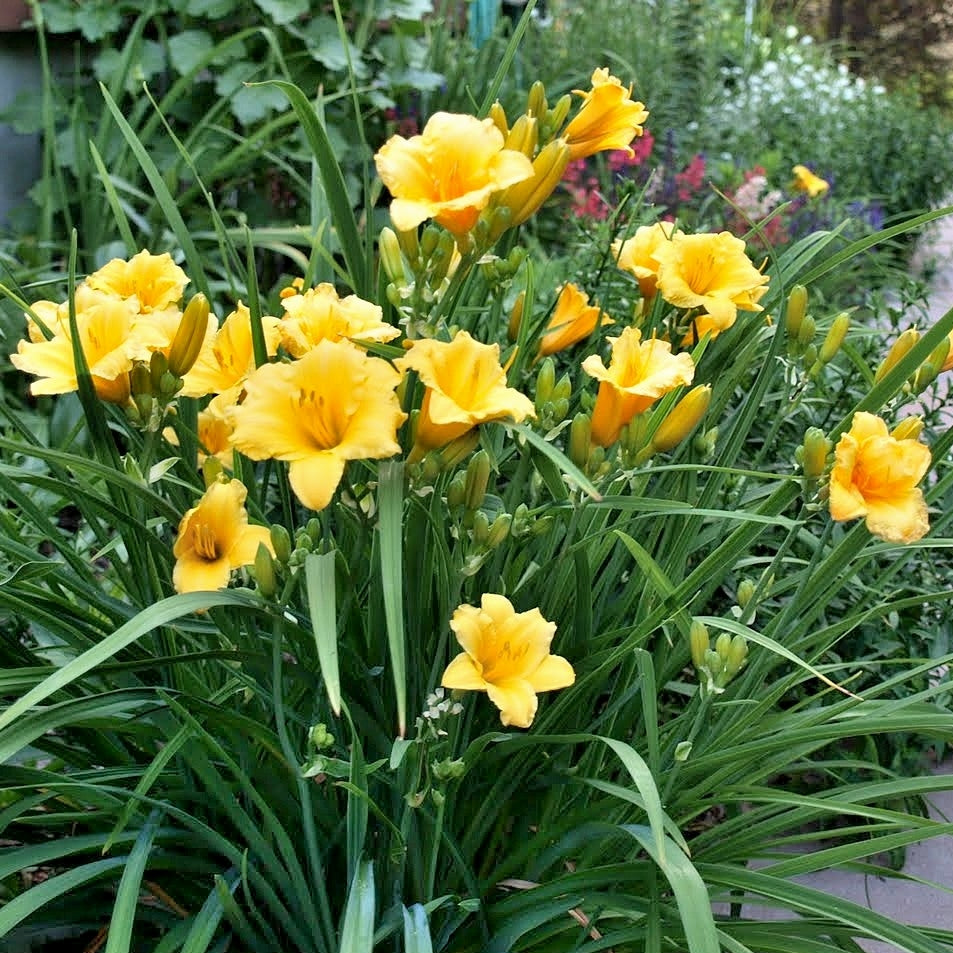 Day Lily 'Stella d'oro'
