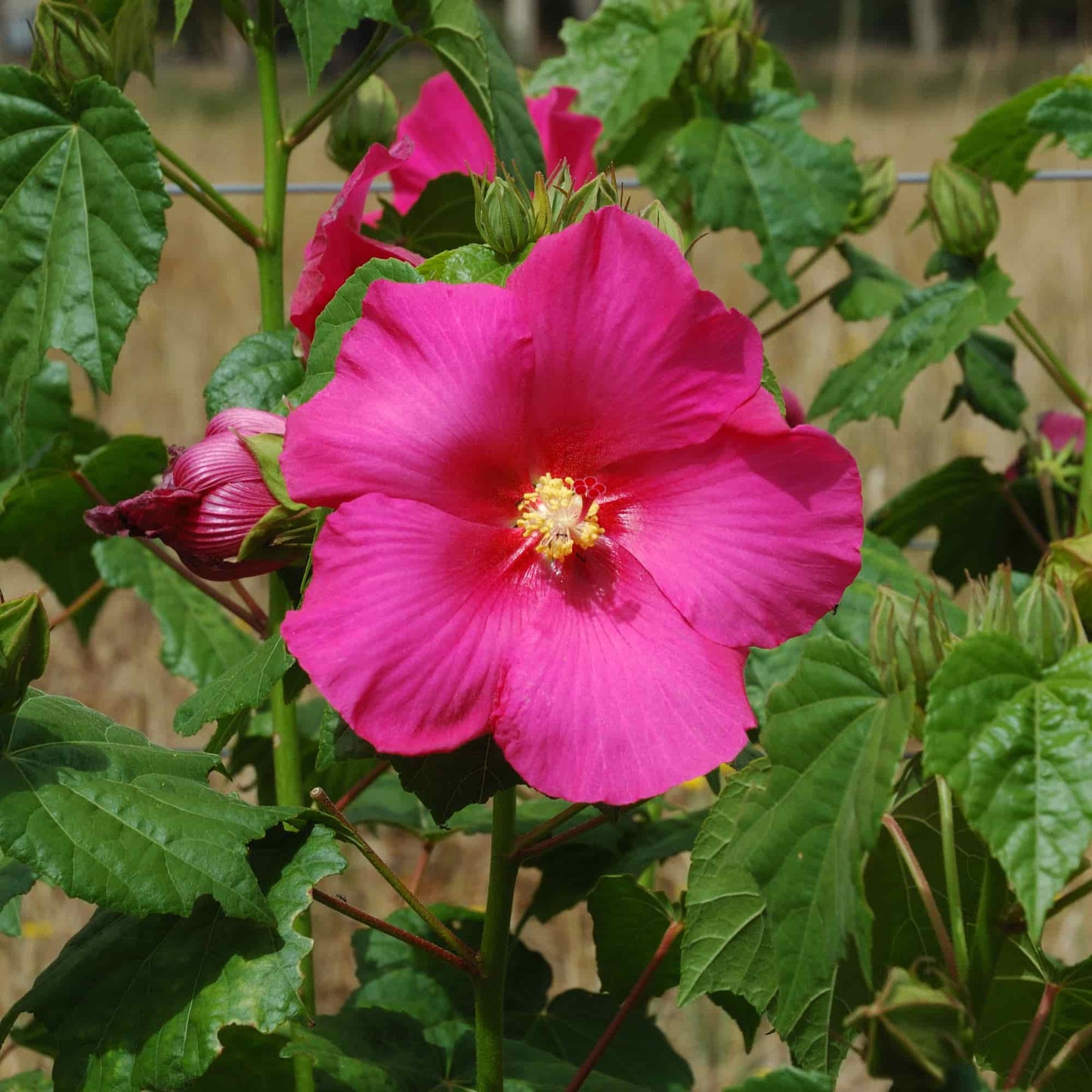 Hibiscus 'Tony'