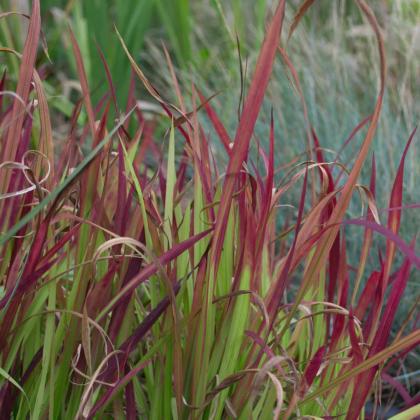 Imperata rubra Japanese Blood Grass