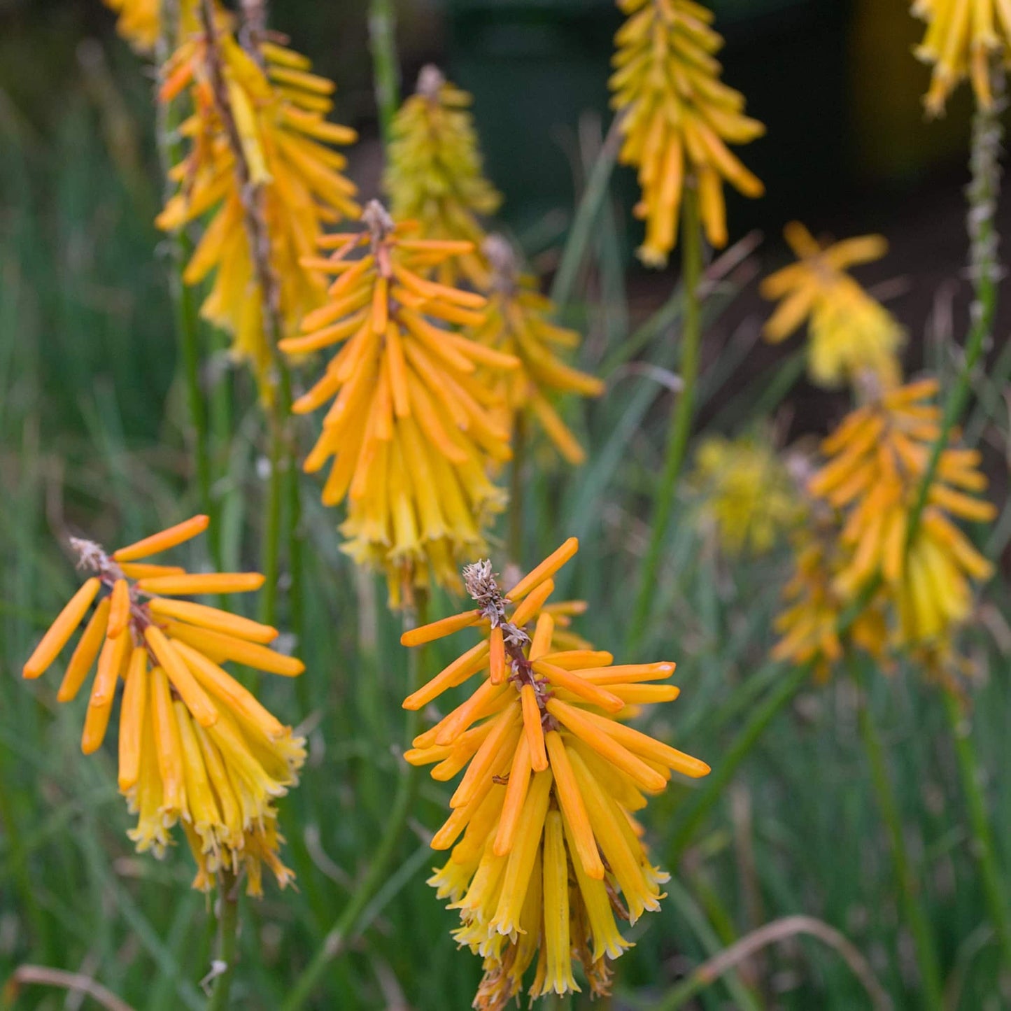 Kniphofia 'Apricot Nectar'