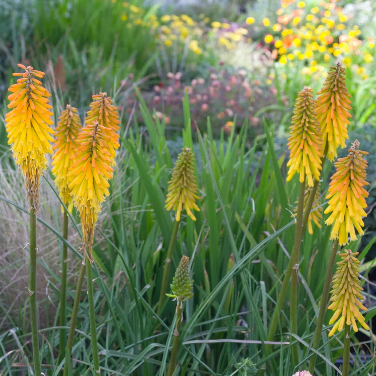 Kniphofia 'Jack de Marco'