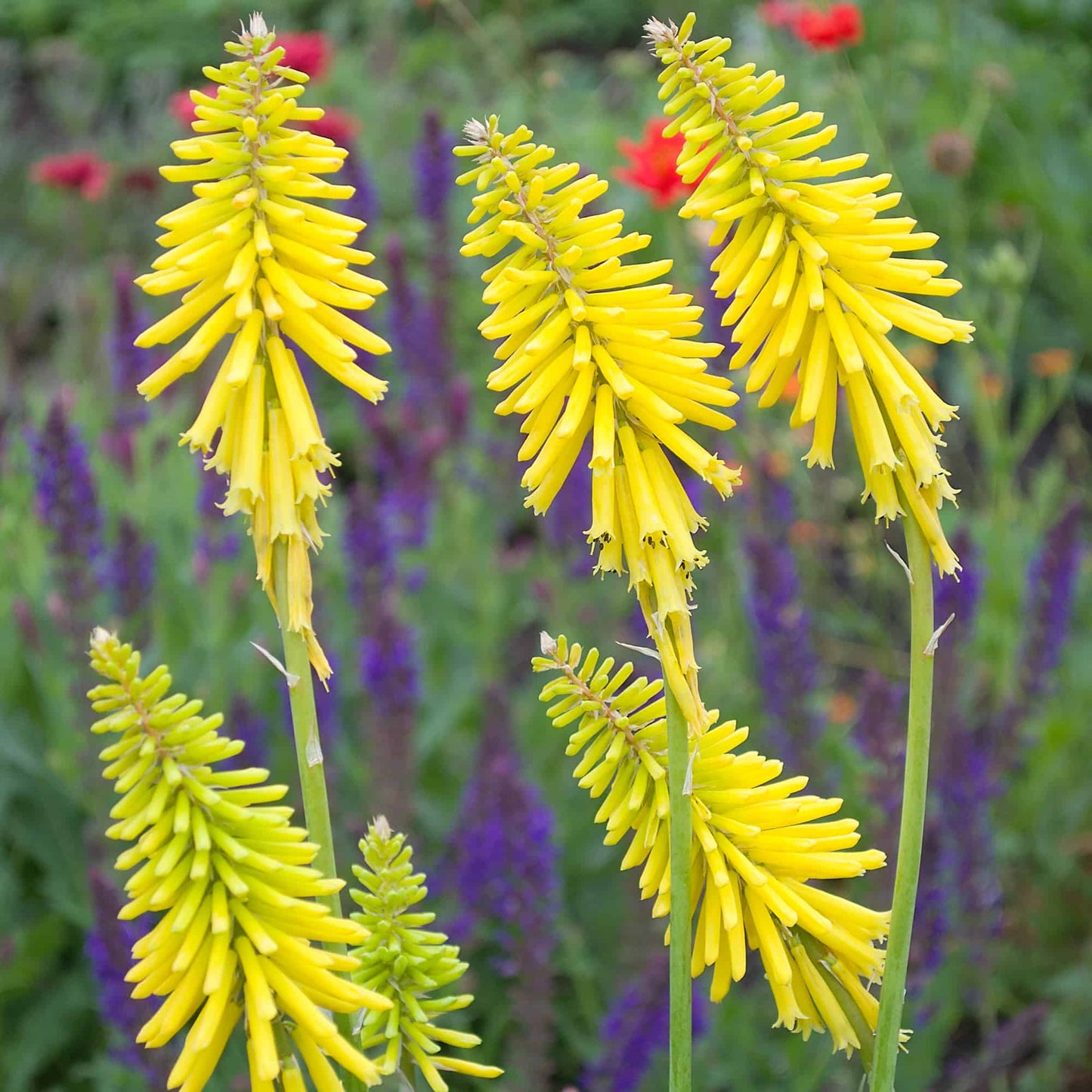 Kniphofia 'Lemon Butter'