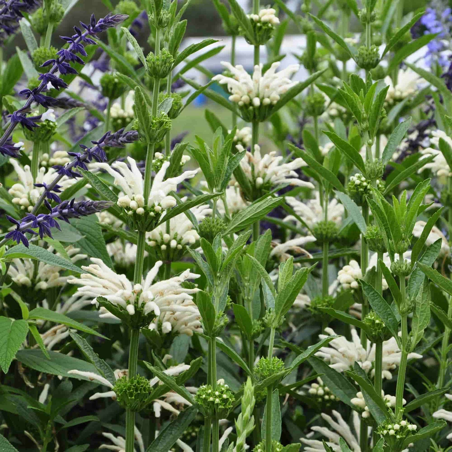 Leonotis - Harrowsmith White