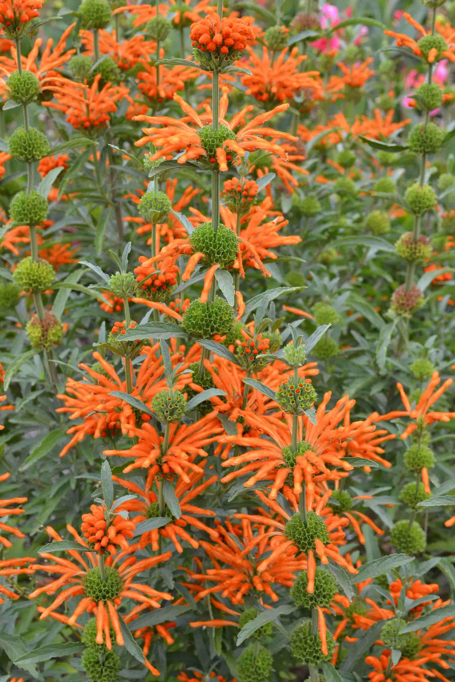 Leonotis - Leonurus