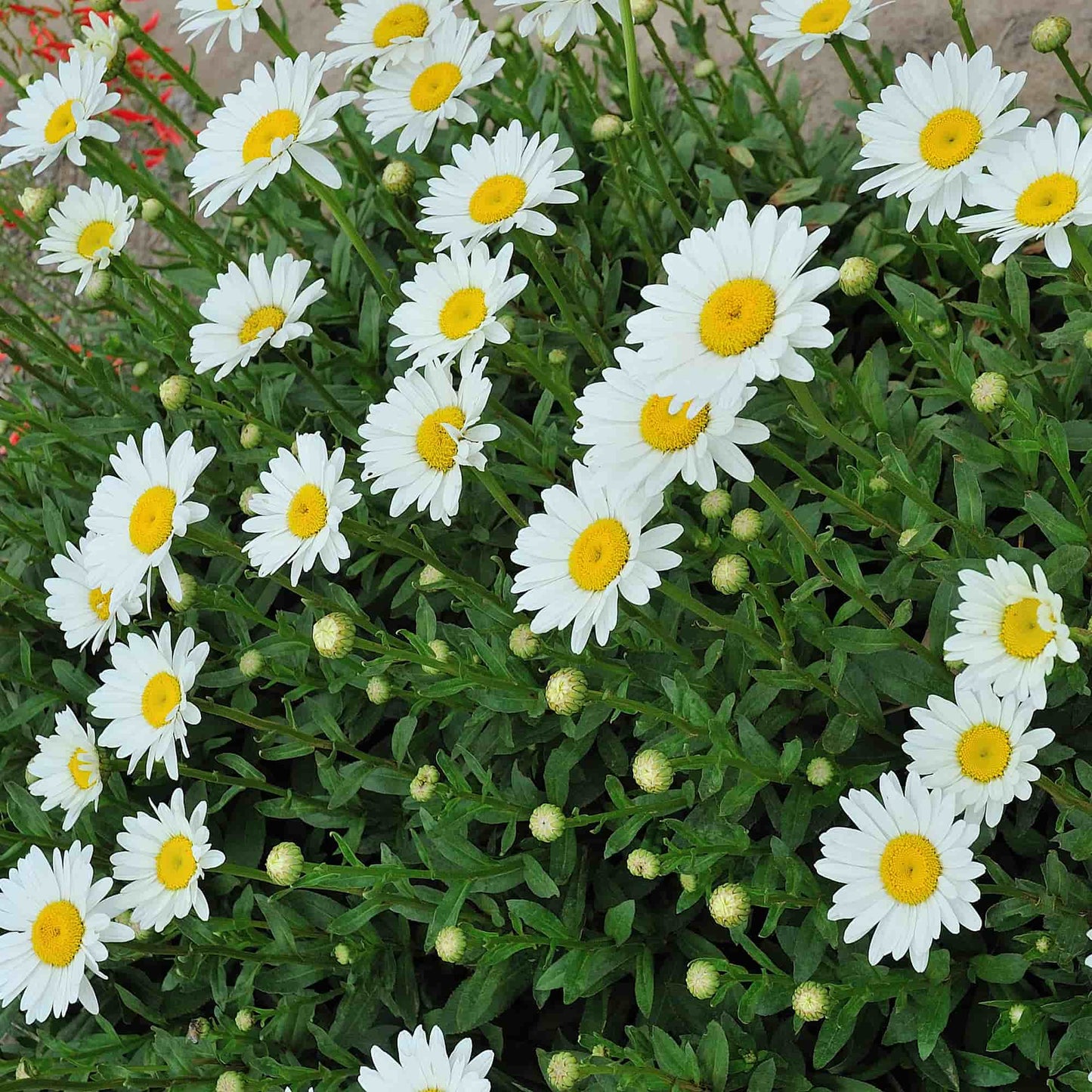 Leucanthemum Becky