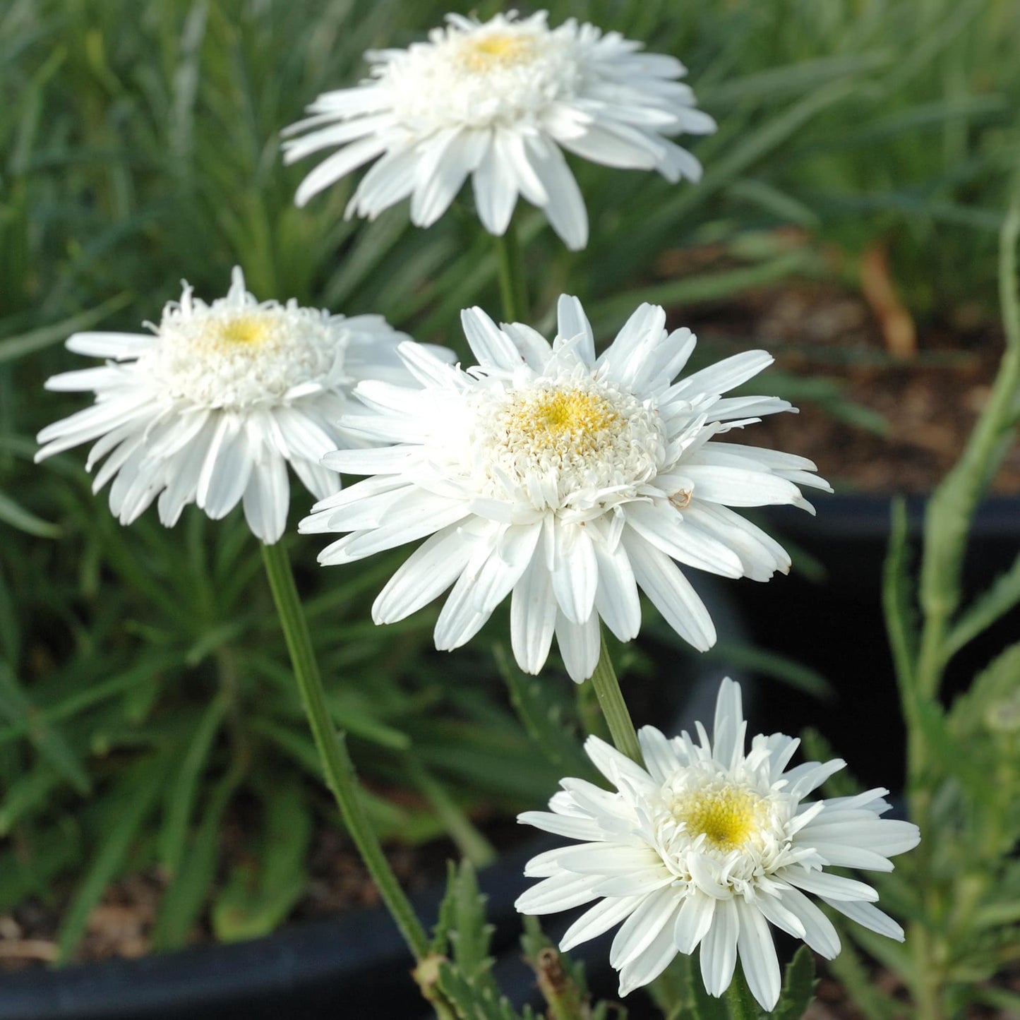 Leucanthemum 'Esther Read'