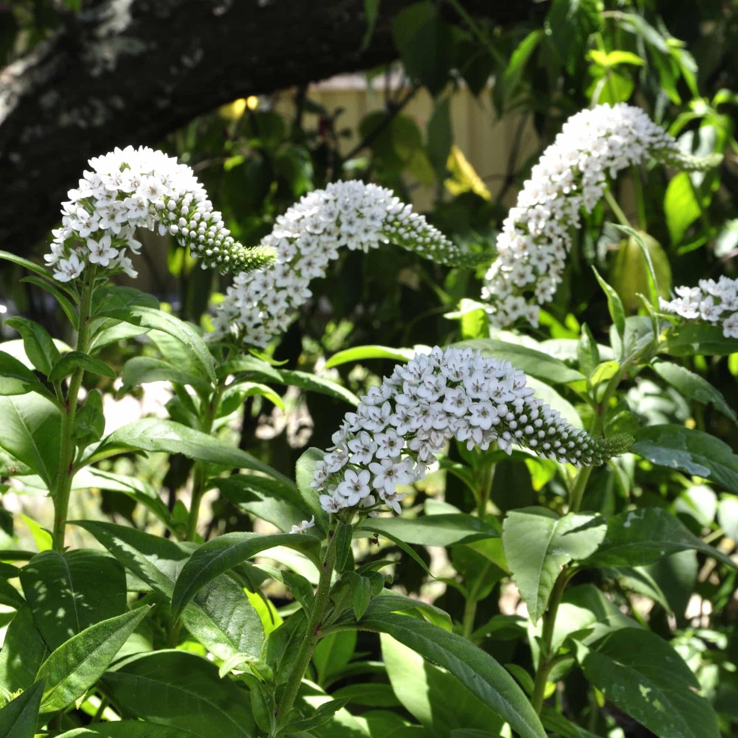 lysimachia-clethroides