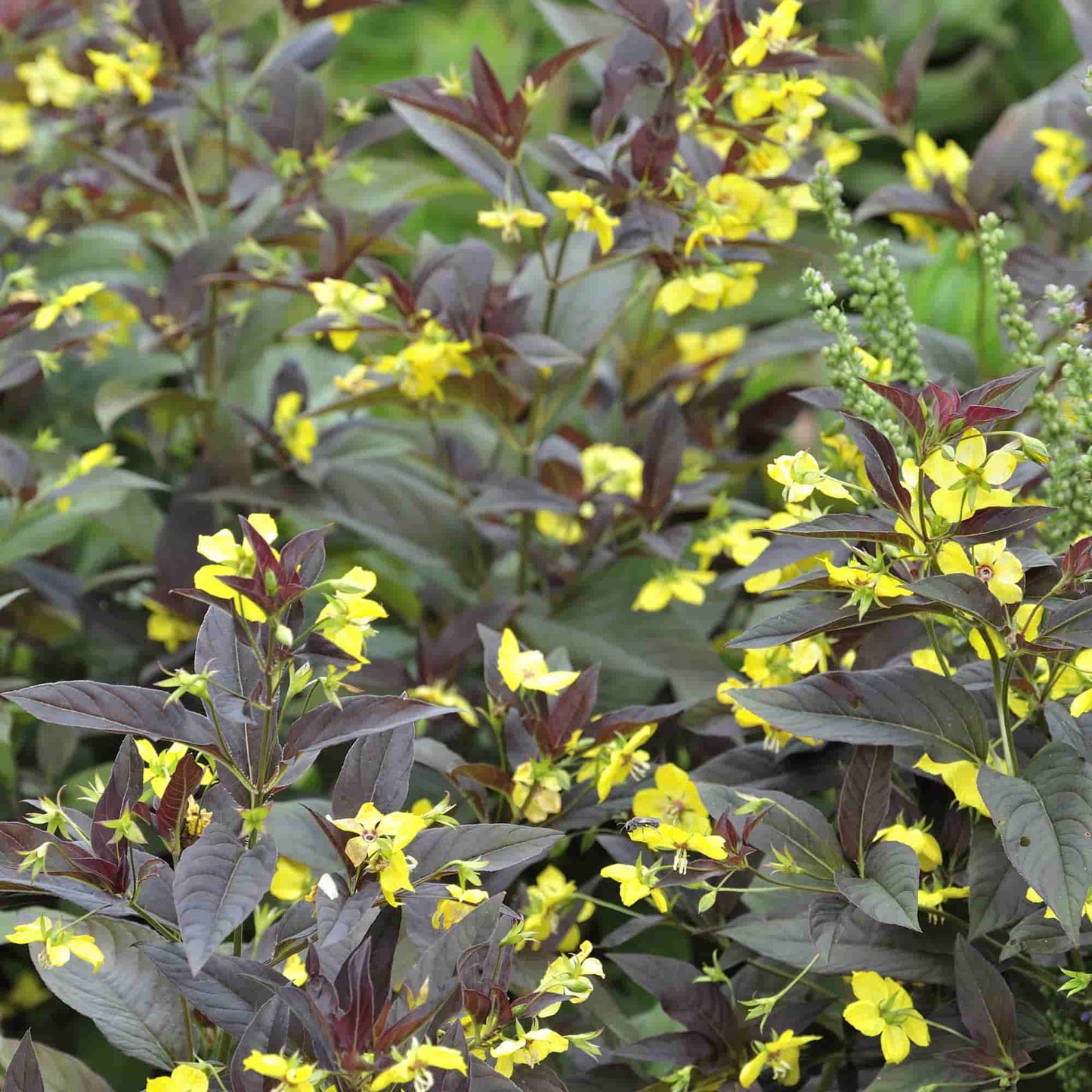 Lysimachia 'Firecracker'