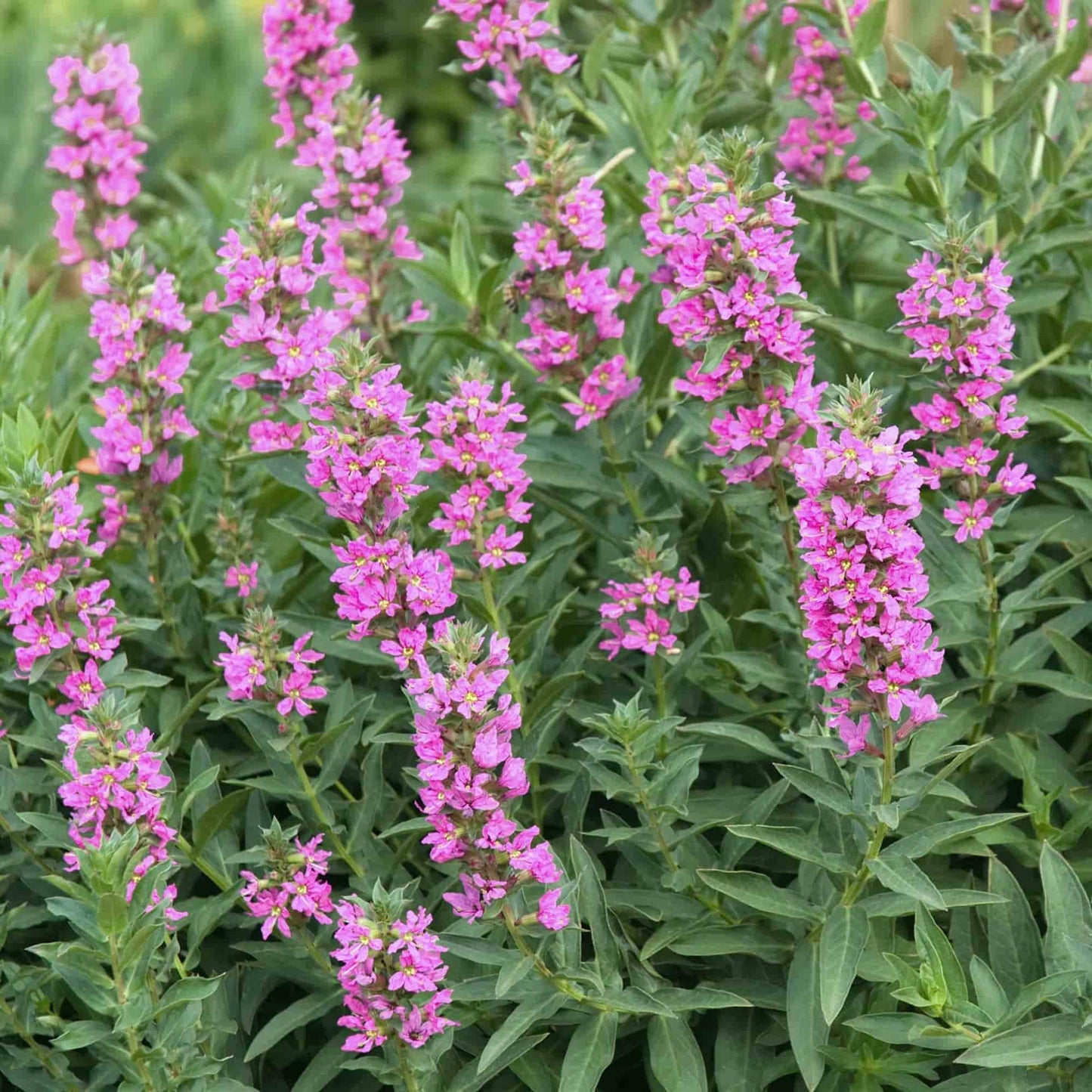Lythrum 'Blush'