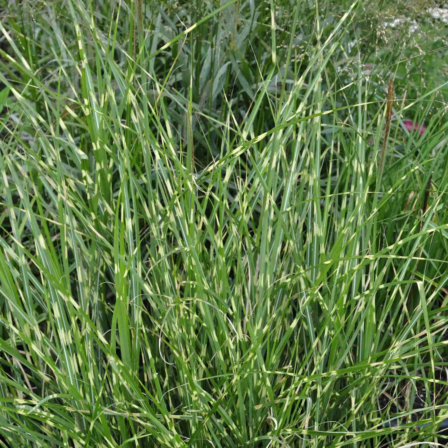 Miscanthus 'Gold Bar'