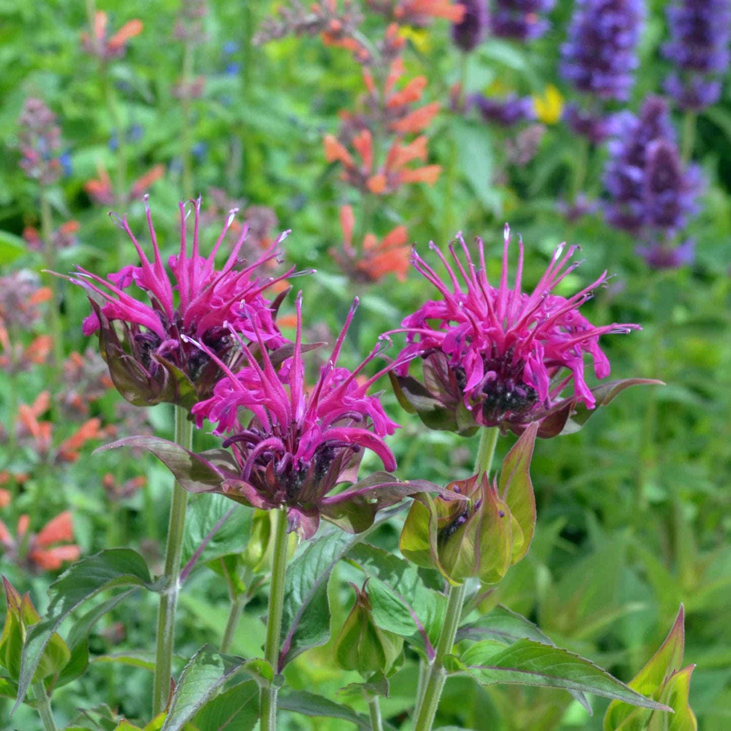 Monarda 'Beauty of Cobham'
