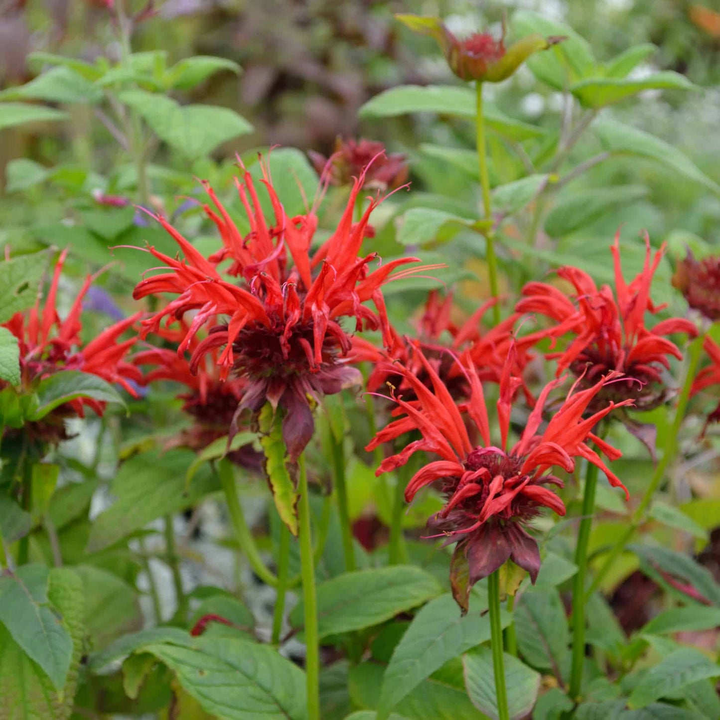 Monarda 'Jacob Cline'