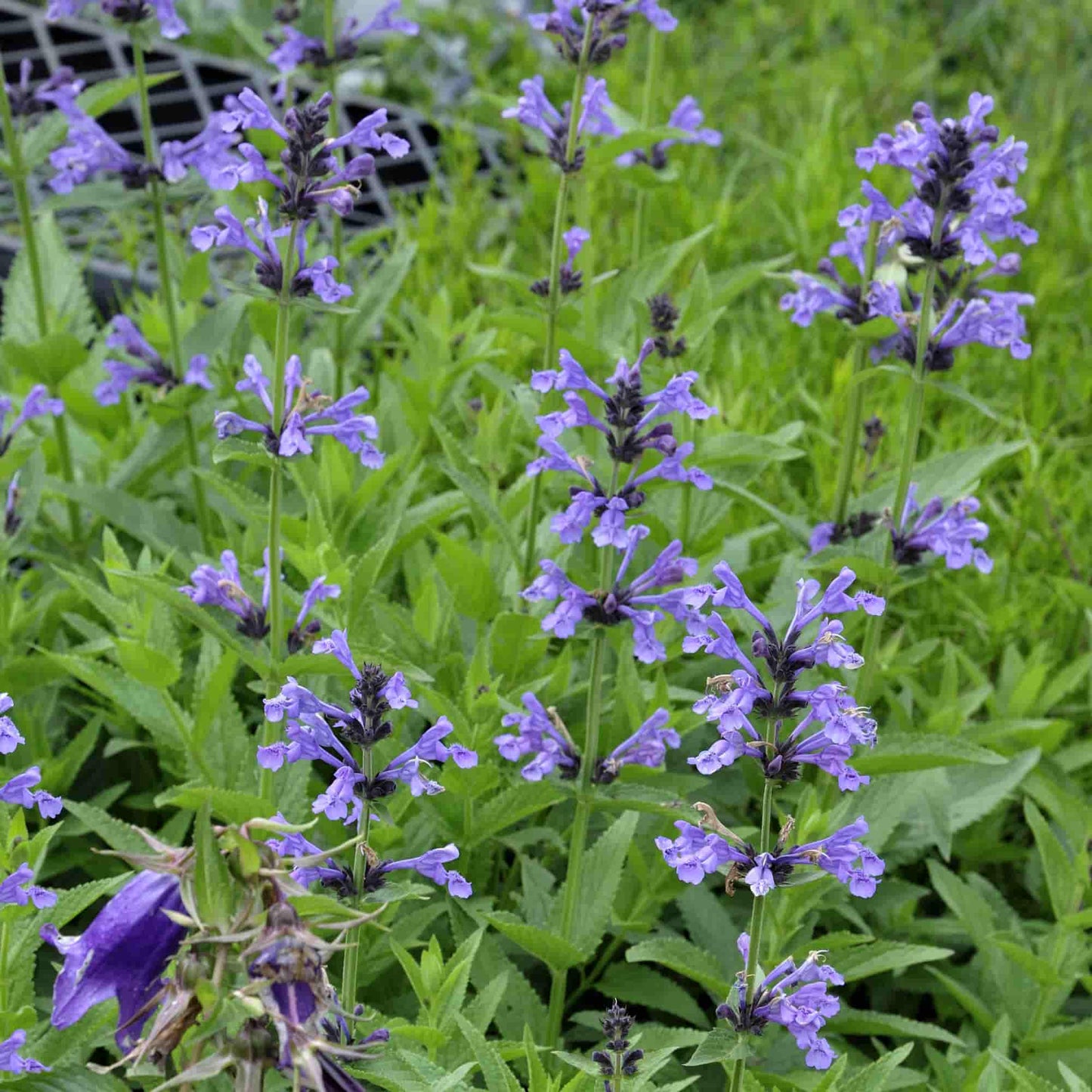 Nepeta 'Souvenir D'Andre Chandron'