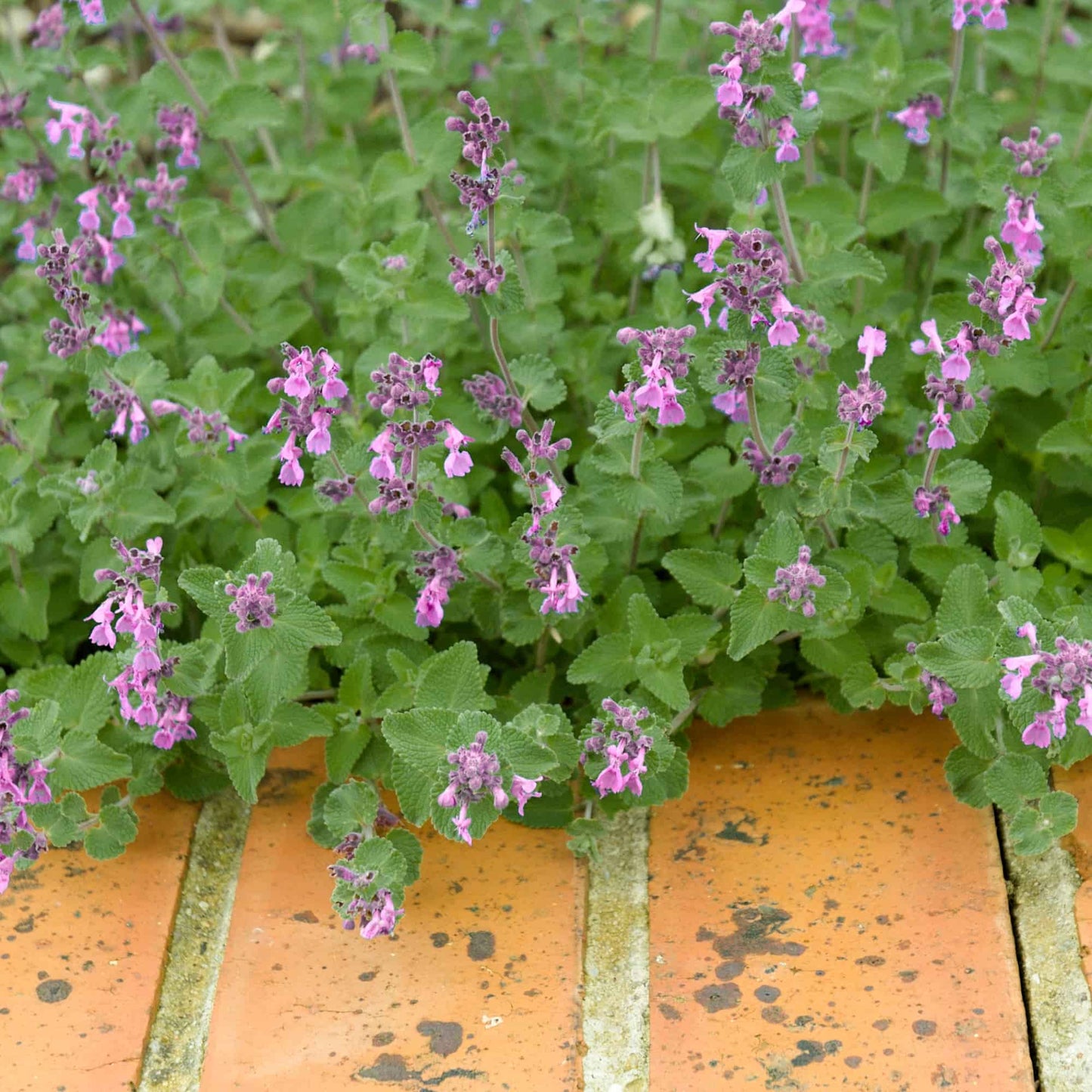 Nepeta 'Dawn to Dusk'