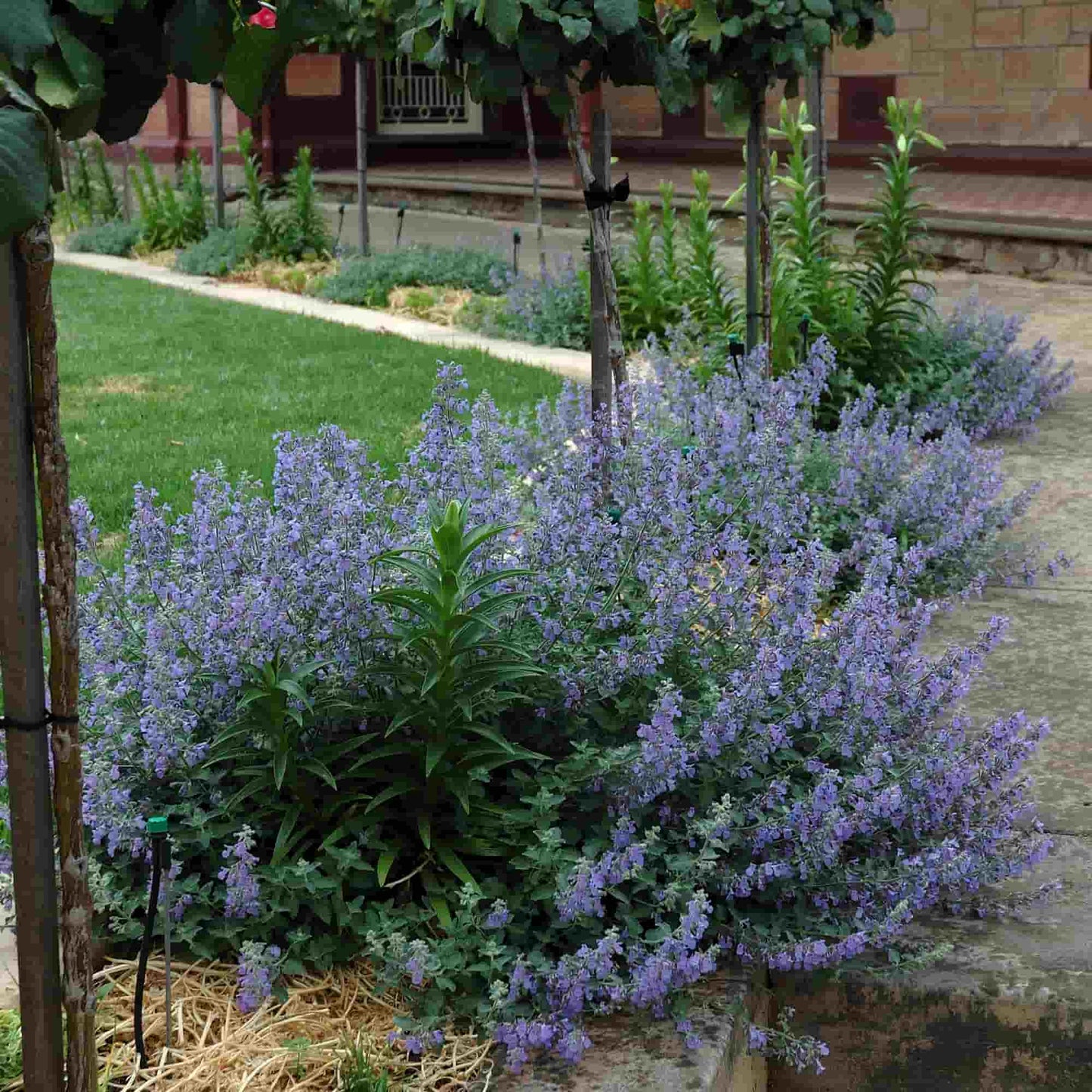 Nepeta 'Six Hills Giant'