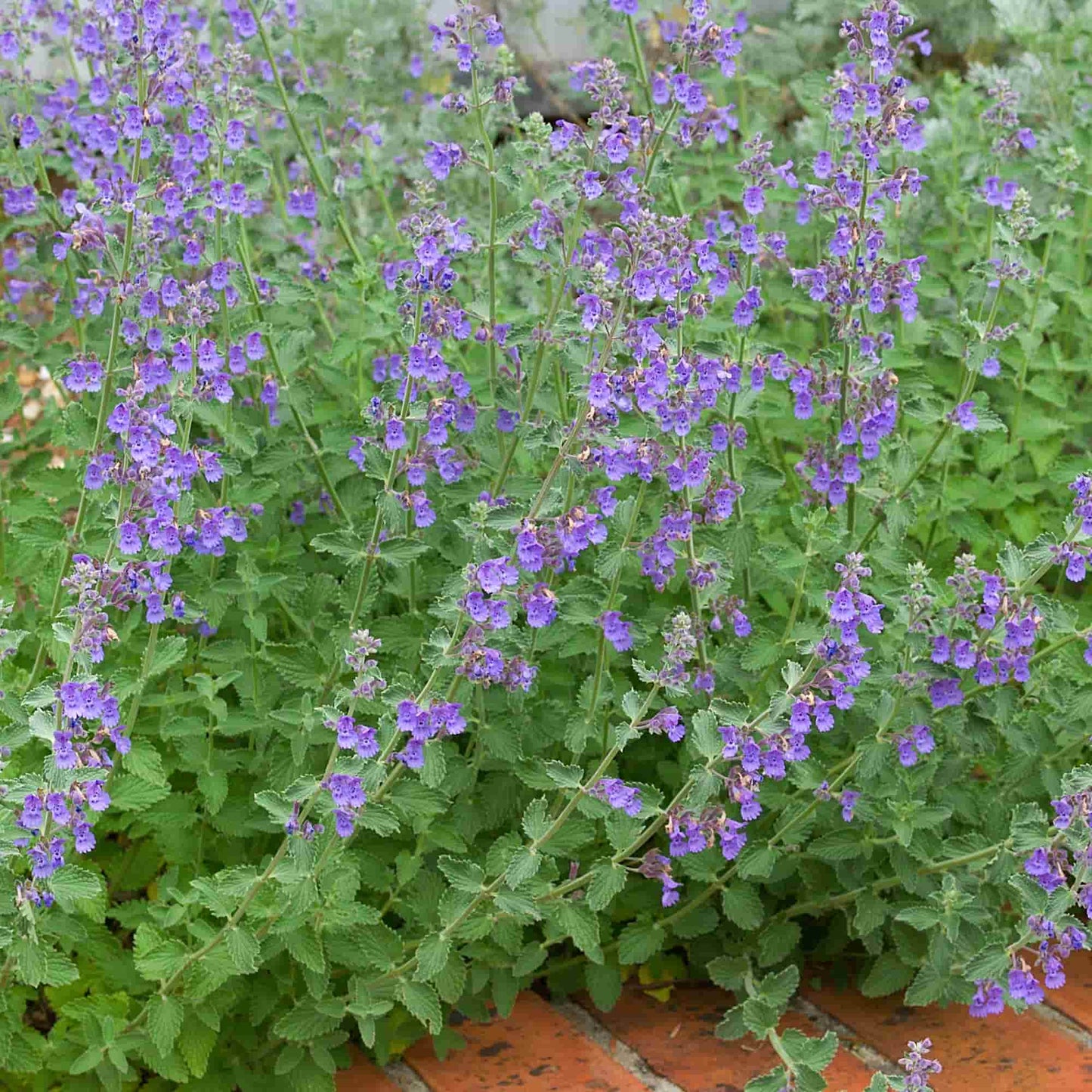 Nepeta 'Walker's Low'