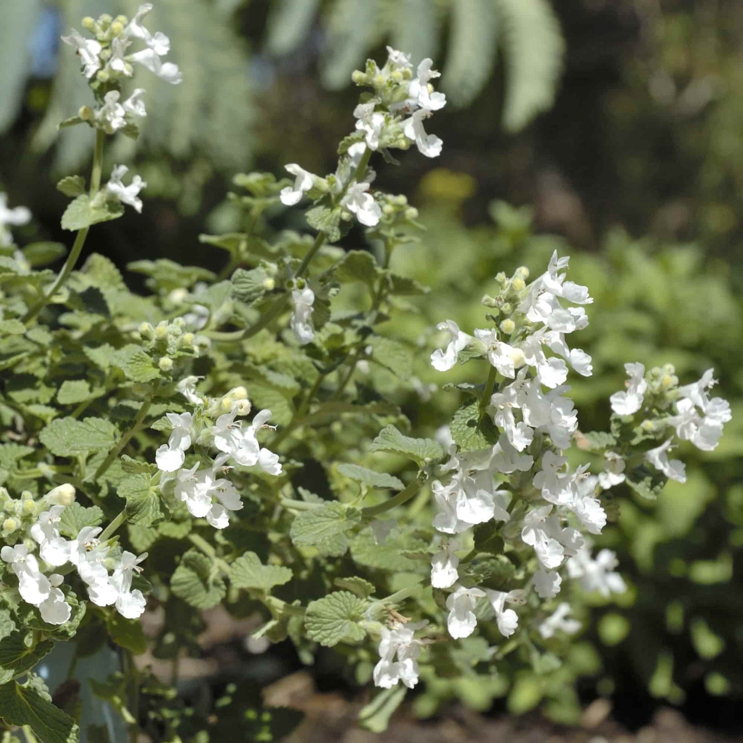 Nepeta 'Snowflake'