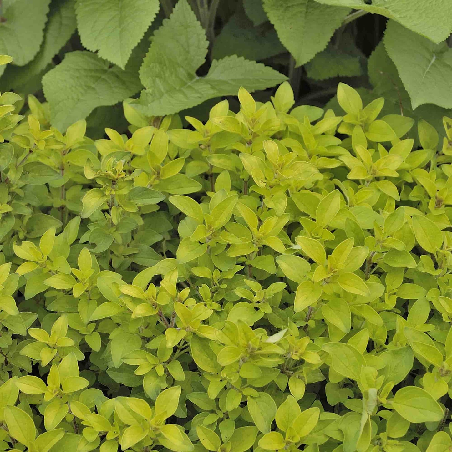 Origanum 'Aureum'