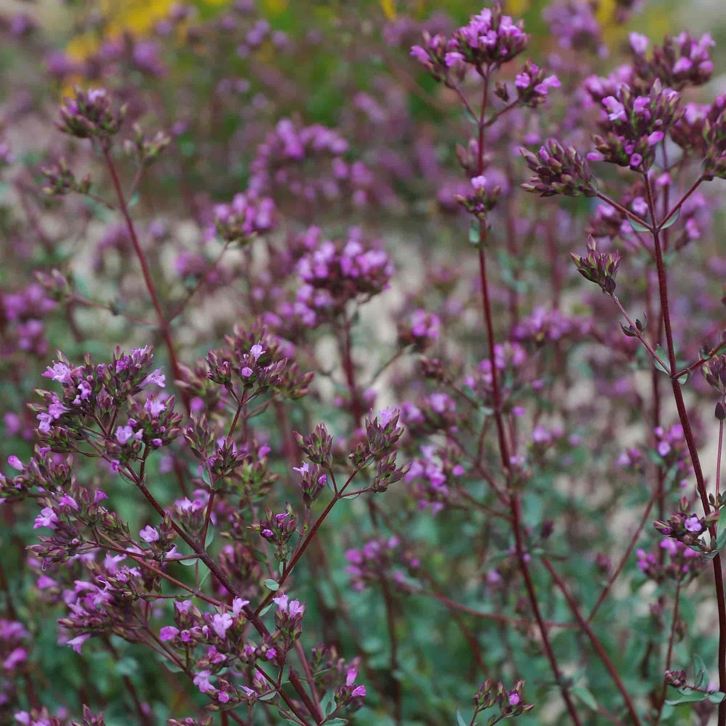 Origanum 'Hopleys'