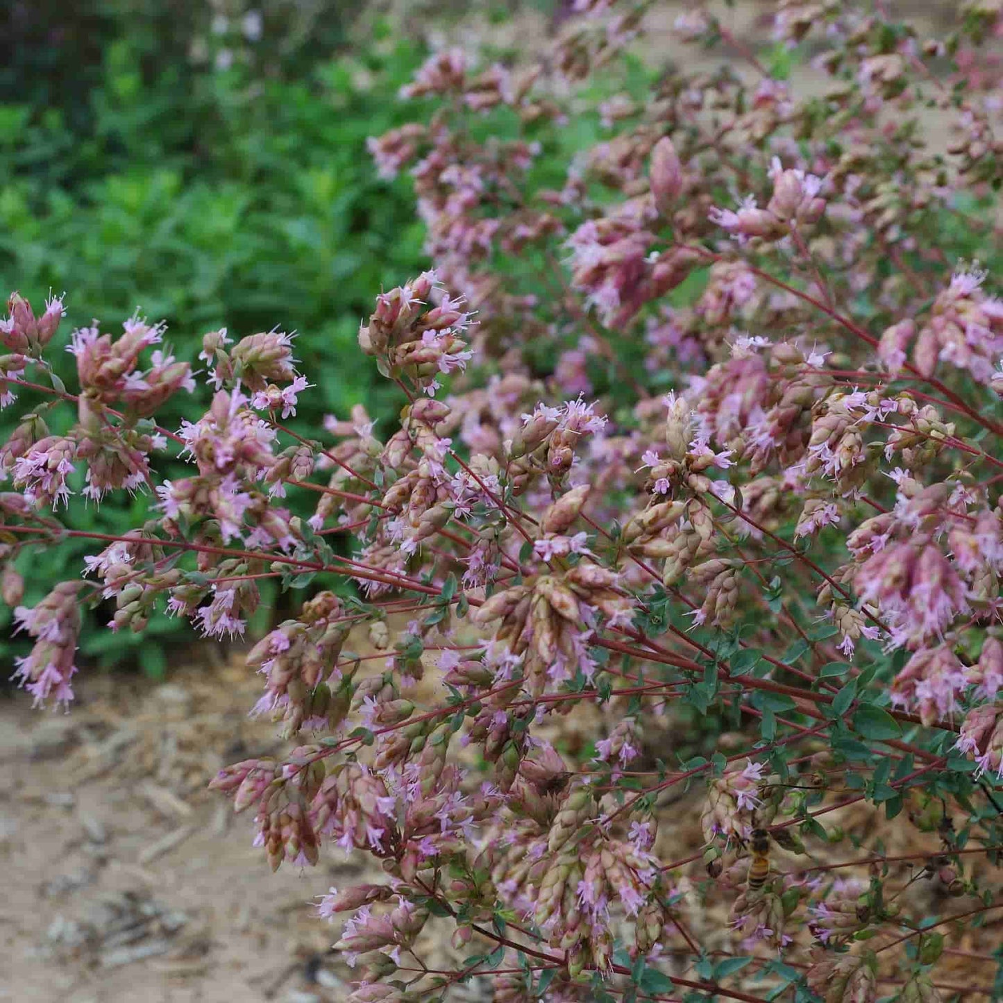 Origanum 'Santa Cruz'