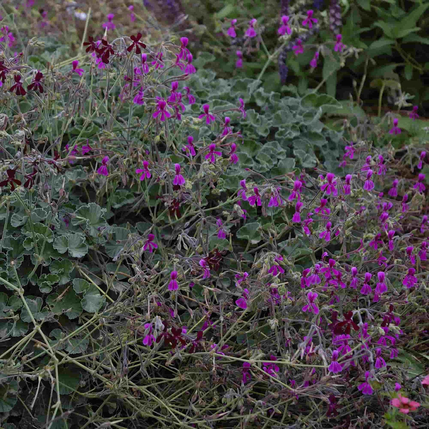 Pelargonium reniforme