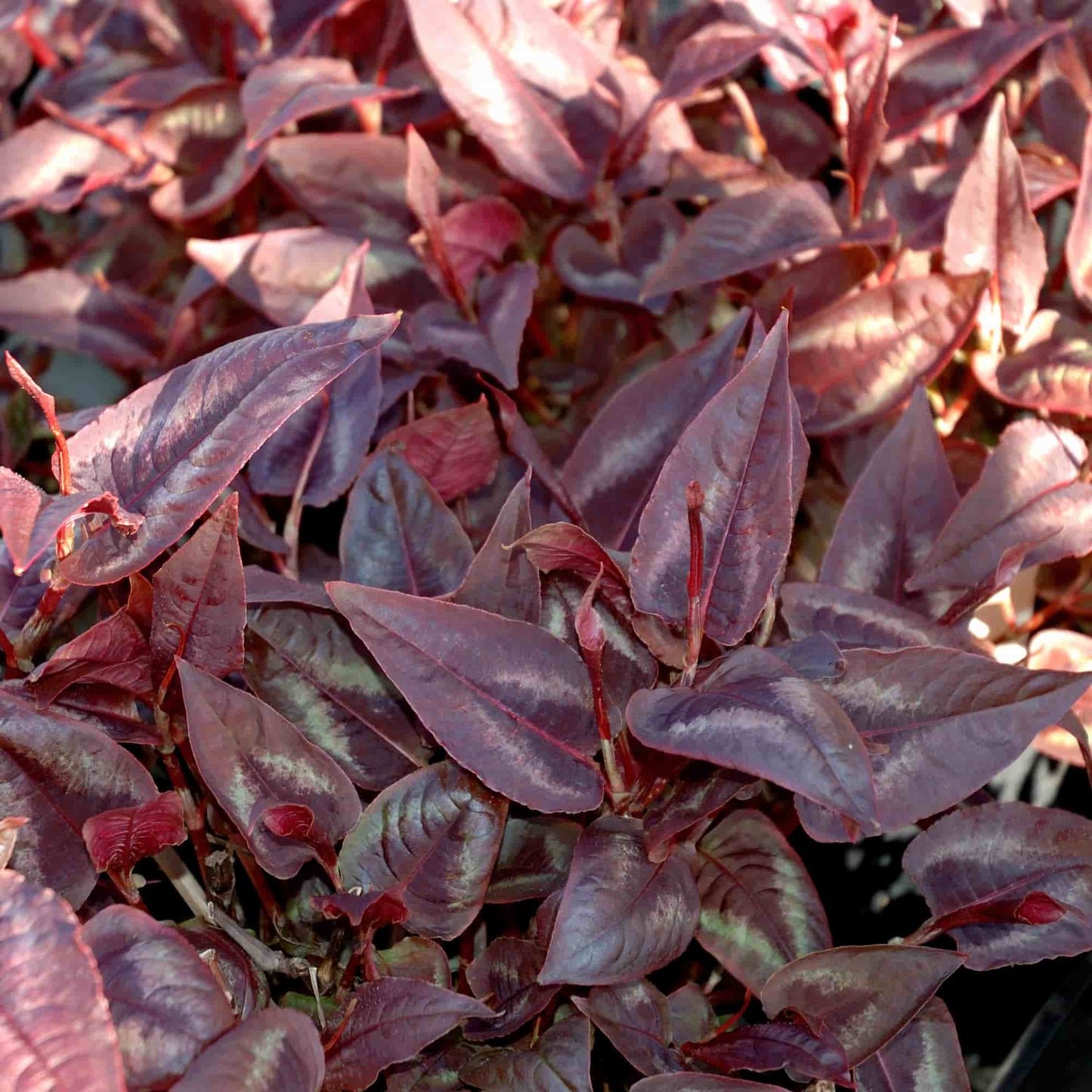Persicaria 'Red Dragon'