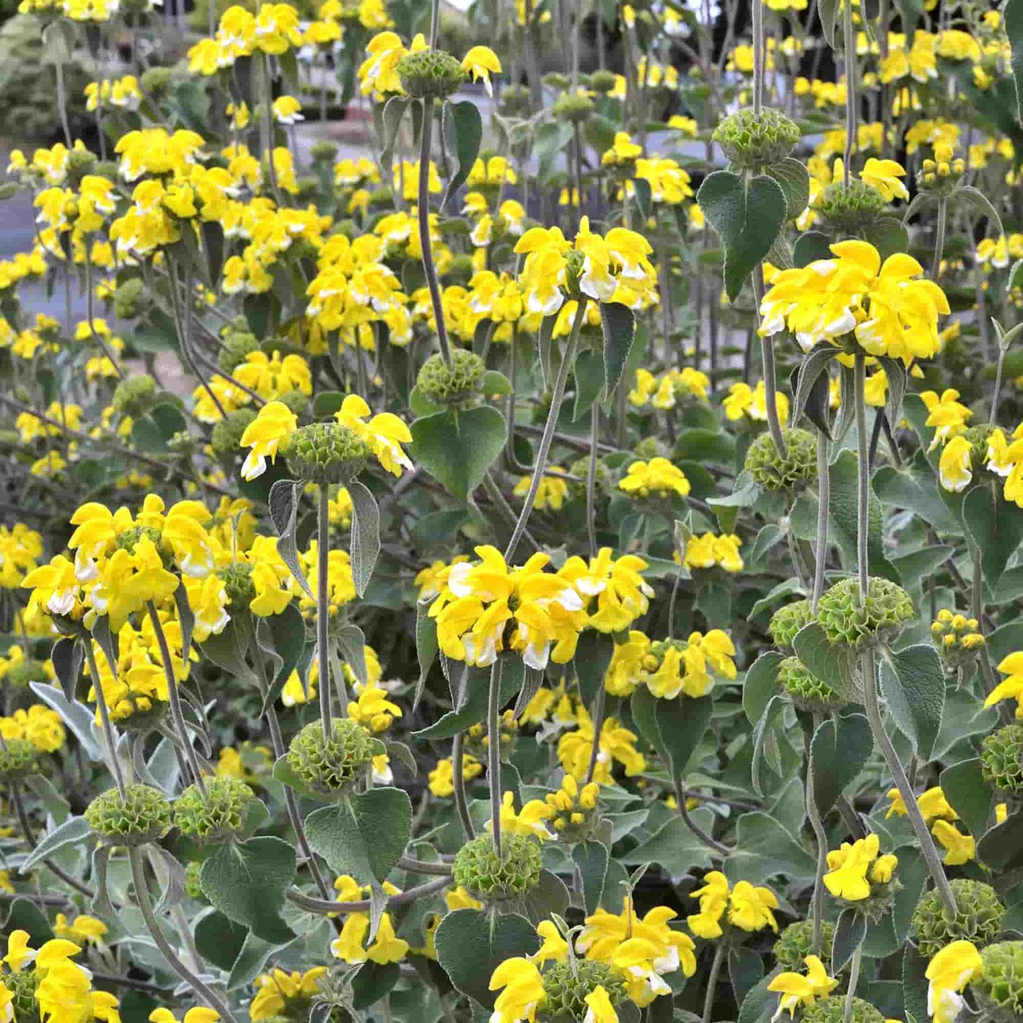 Phlomis 'Lloyd's Variety'