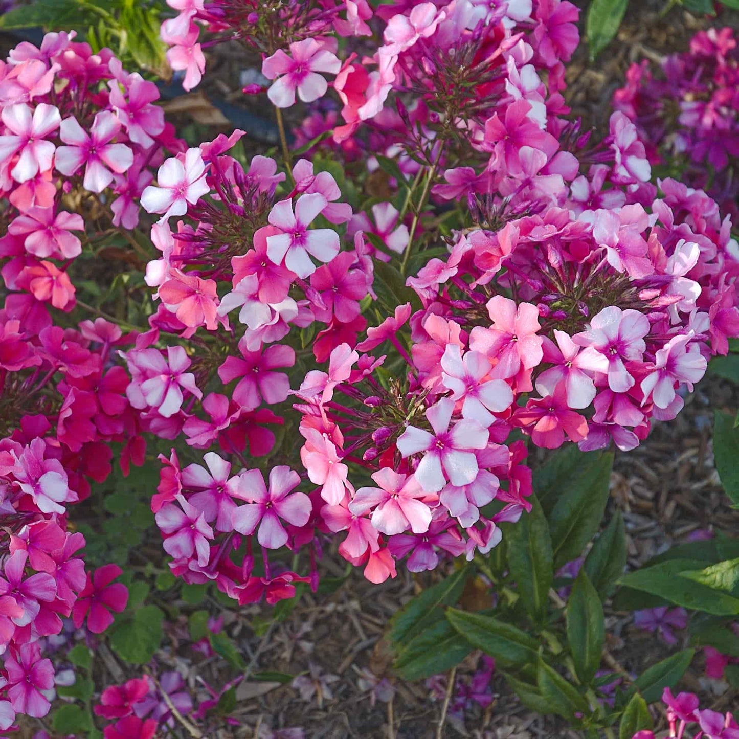 Phlox 'Brigadier'