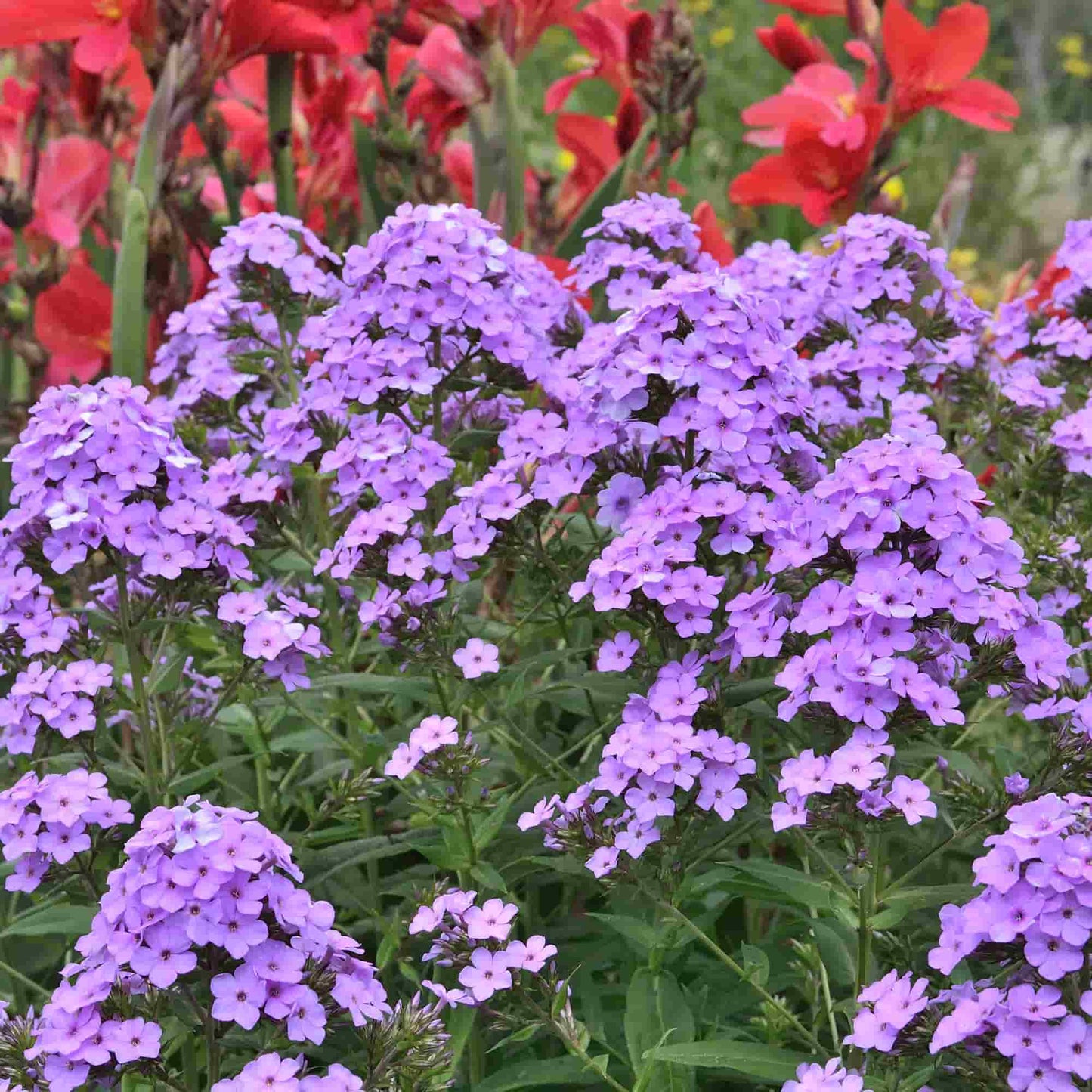 Phlox 'Hesperis'