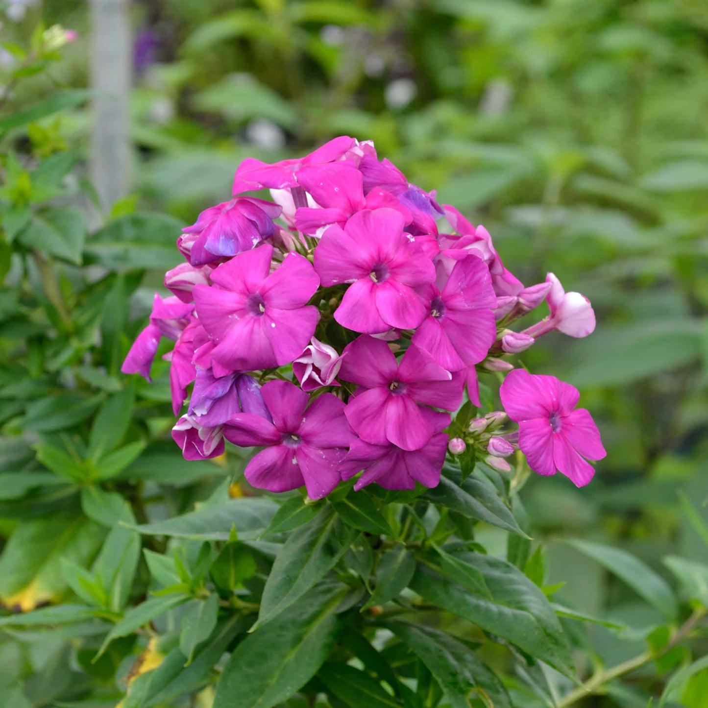 Phlox 'Morgenrote'