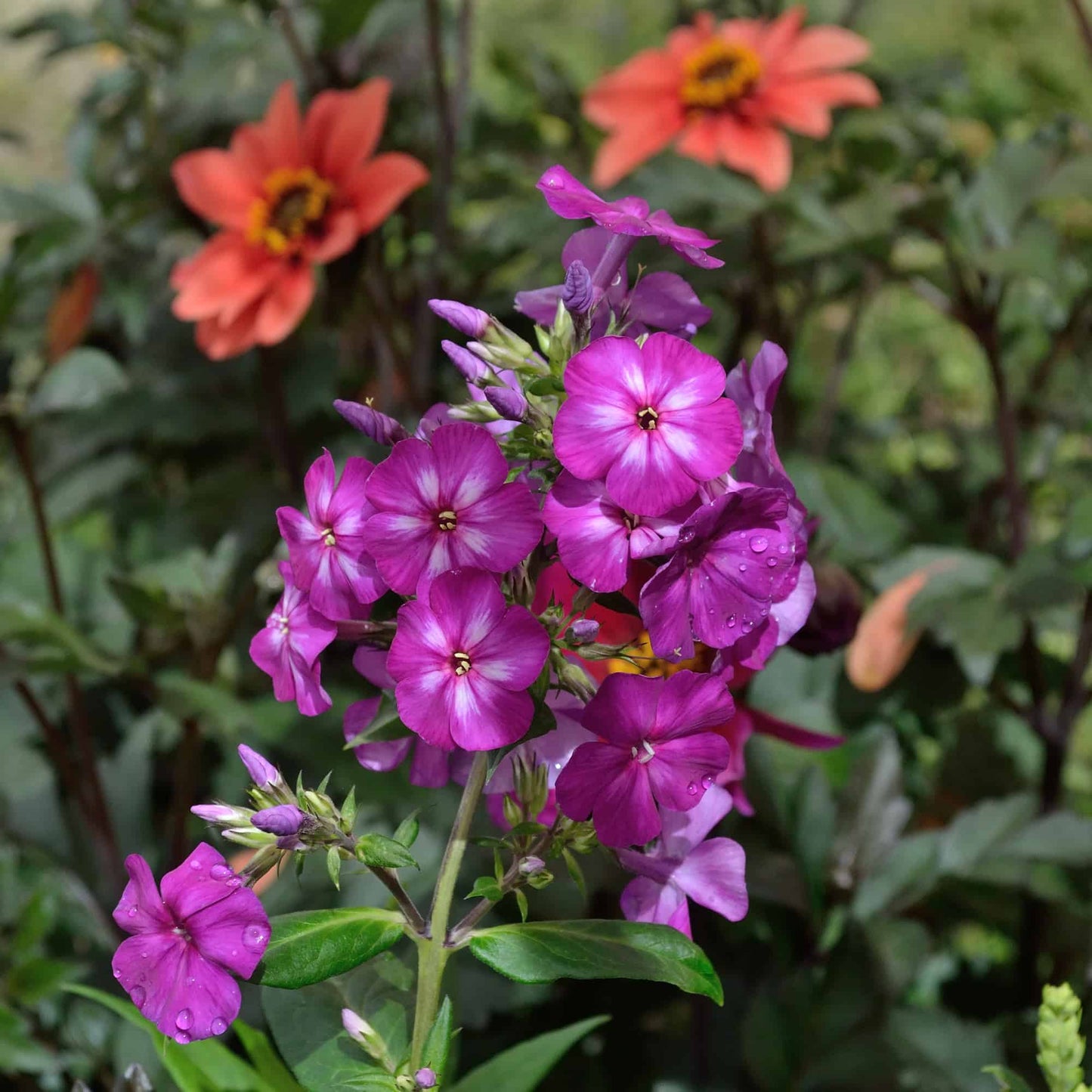 Phlox 'Van Dieman'