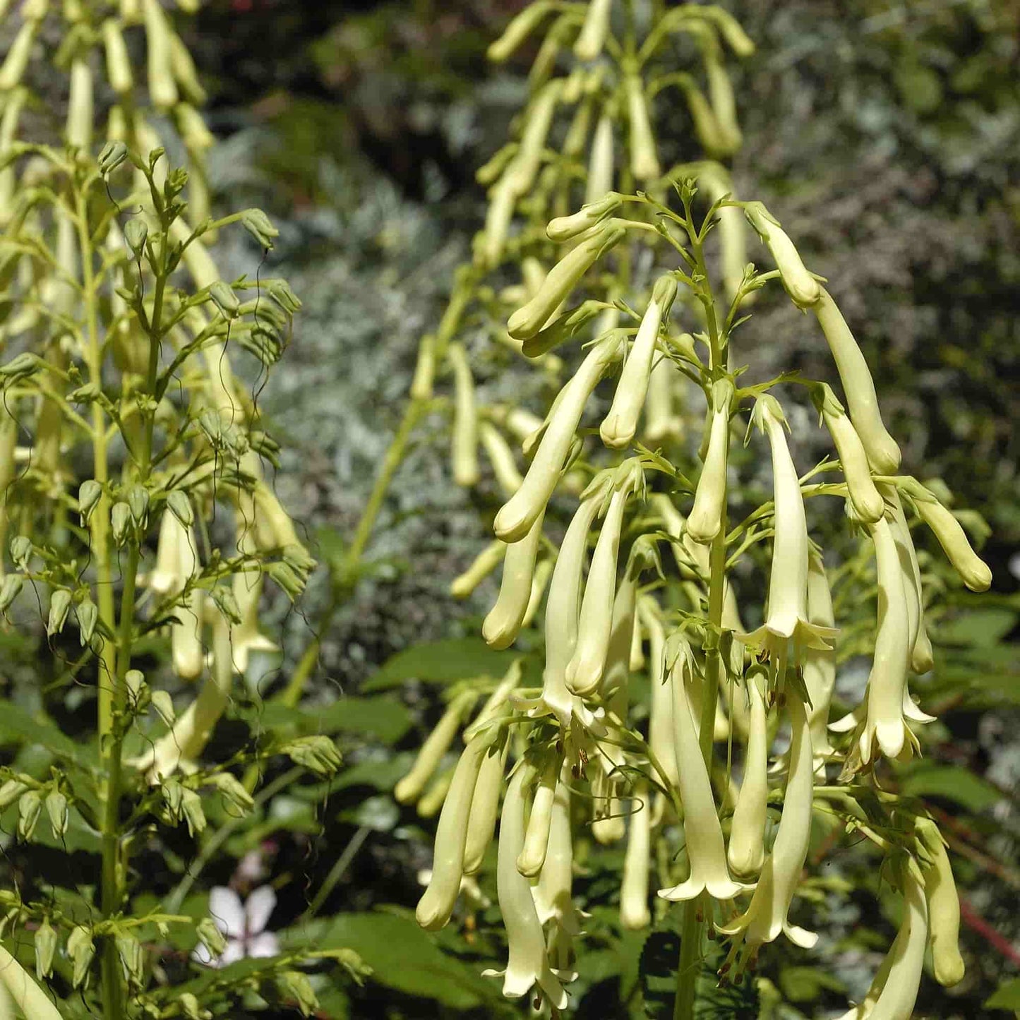 Phygelius 'Moonraker'