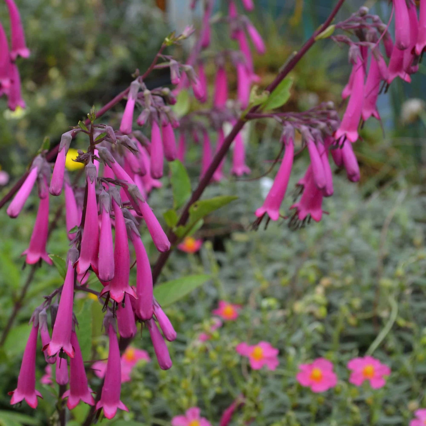 Phygelius 'Purple Sensation'