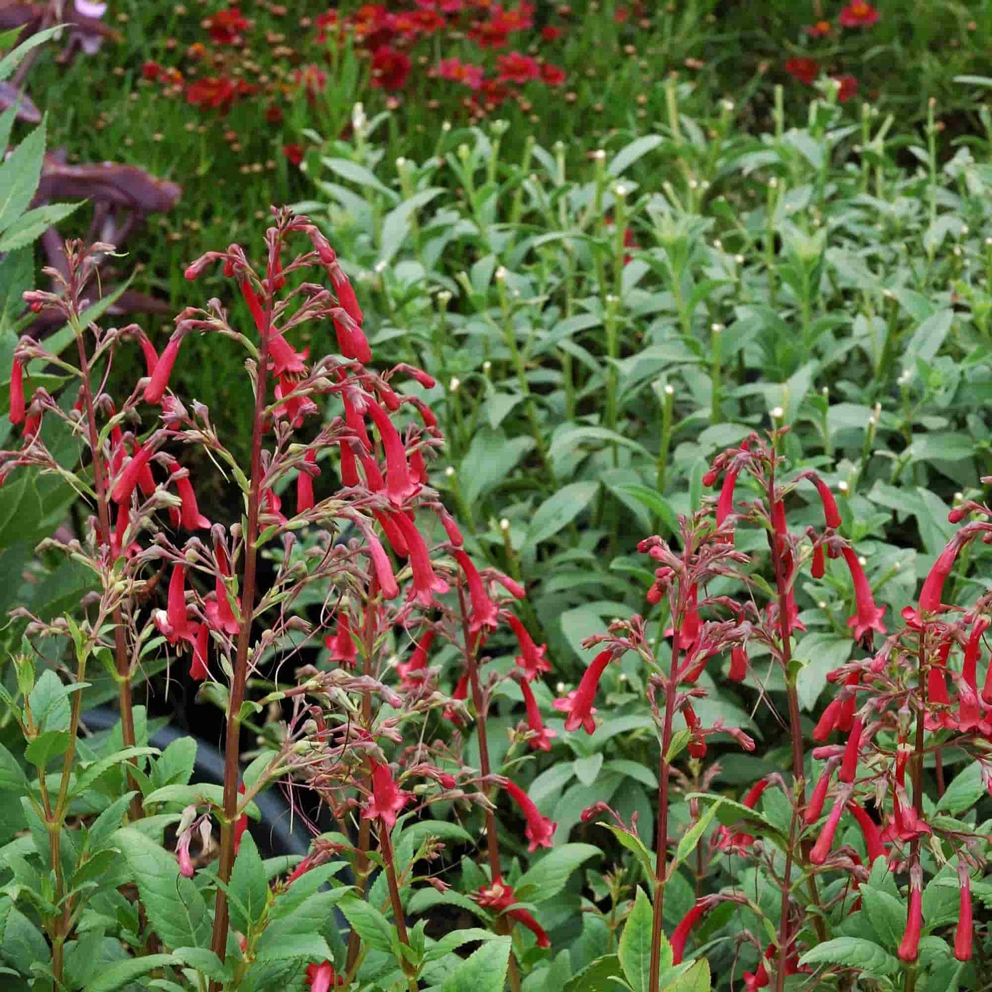 Phygelius 'Red Chief'