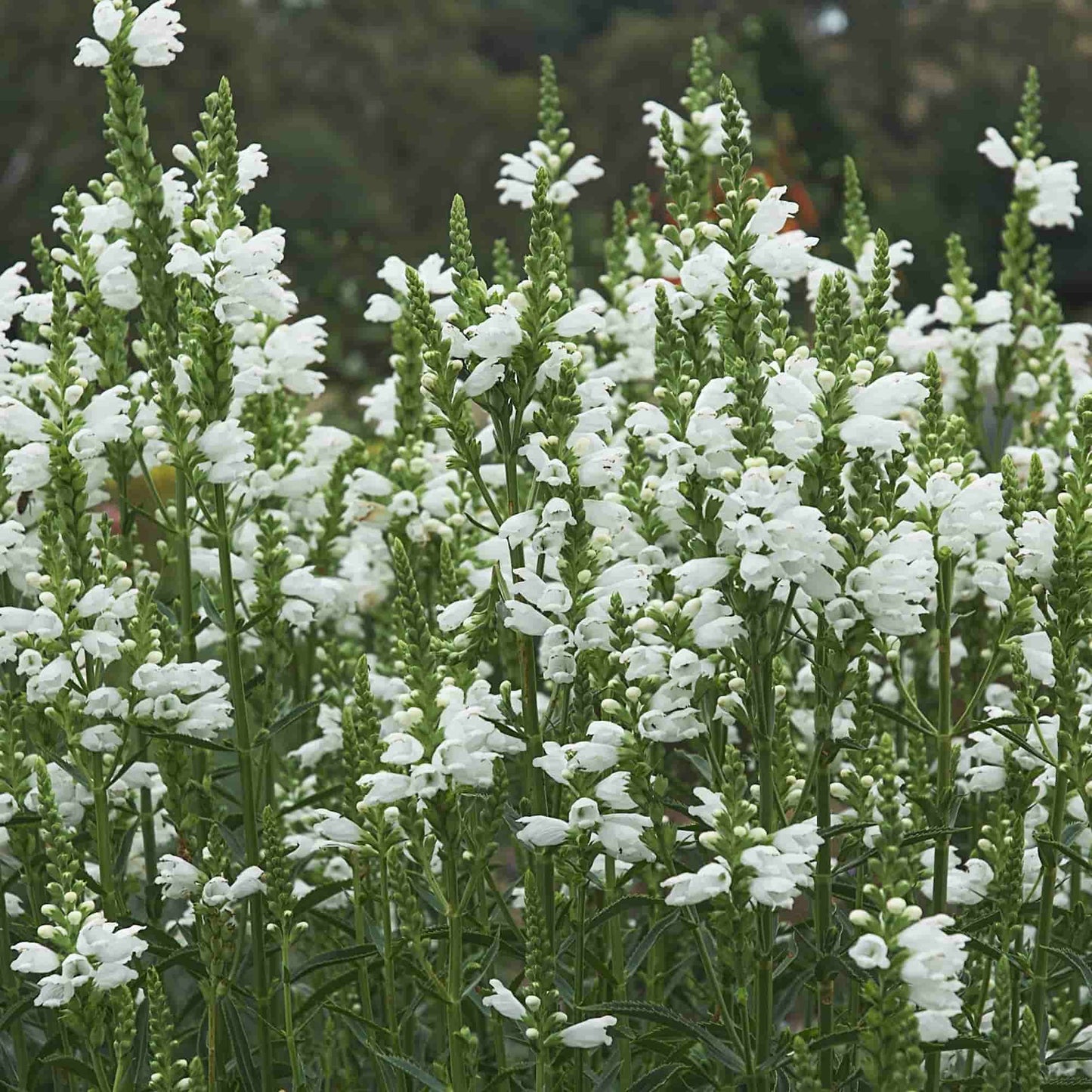 Physostegia 'Snow Queen'