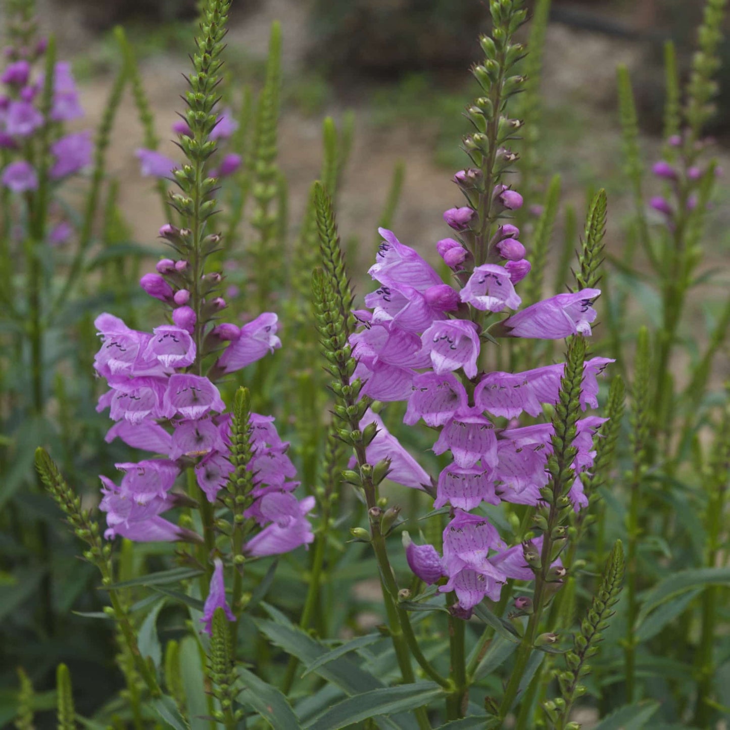 Physostegia 'Vivid'