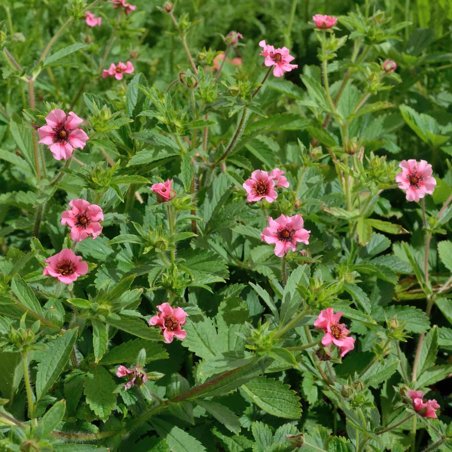 Potentilla 'Helen Jane'
