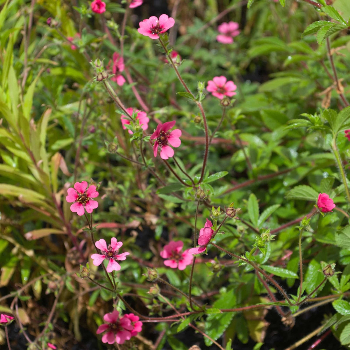 Potentilla Ron 'Mc Beath'