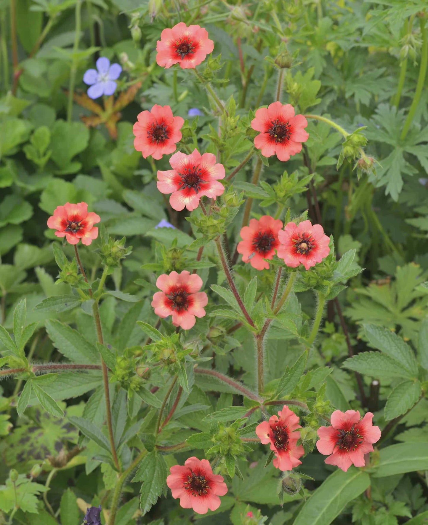 Potentilla 'Roxana'