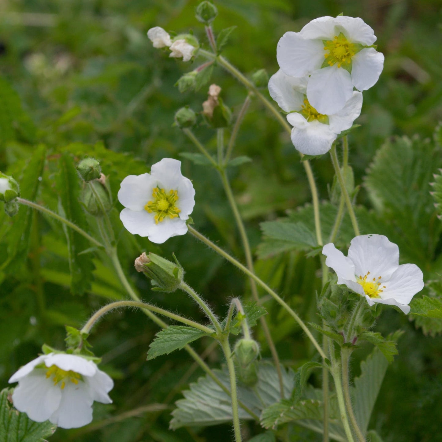 Potentilla 'Oakbank White'